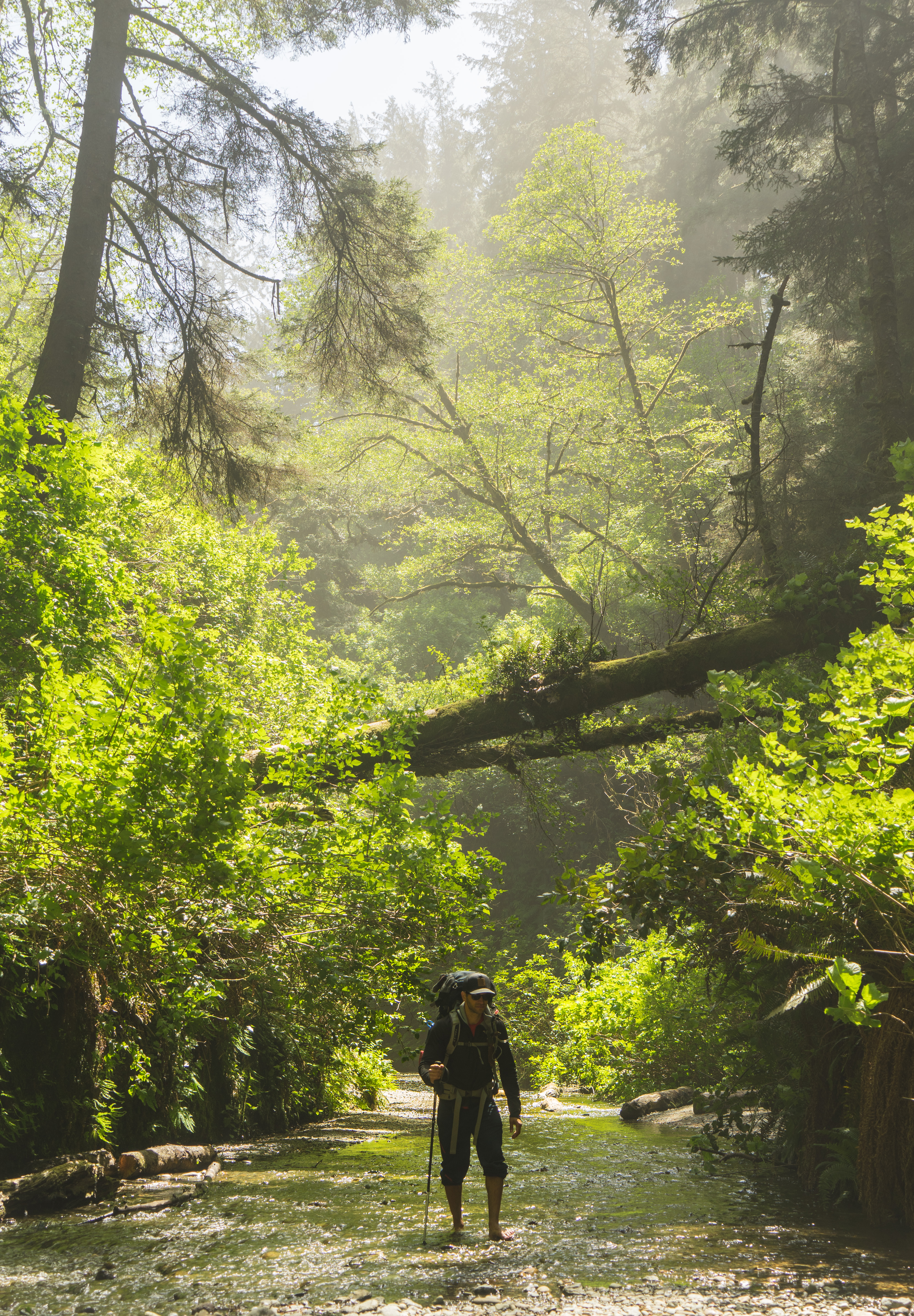 Prairie Creek Redwoods Loop