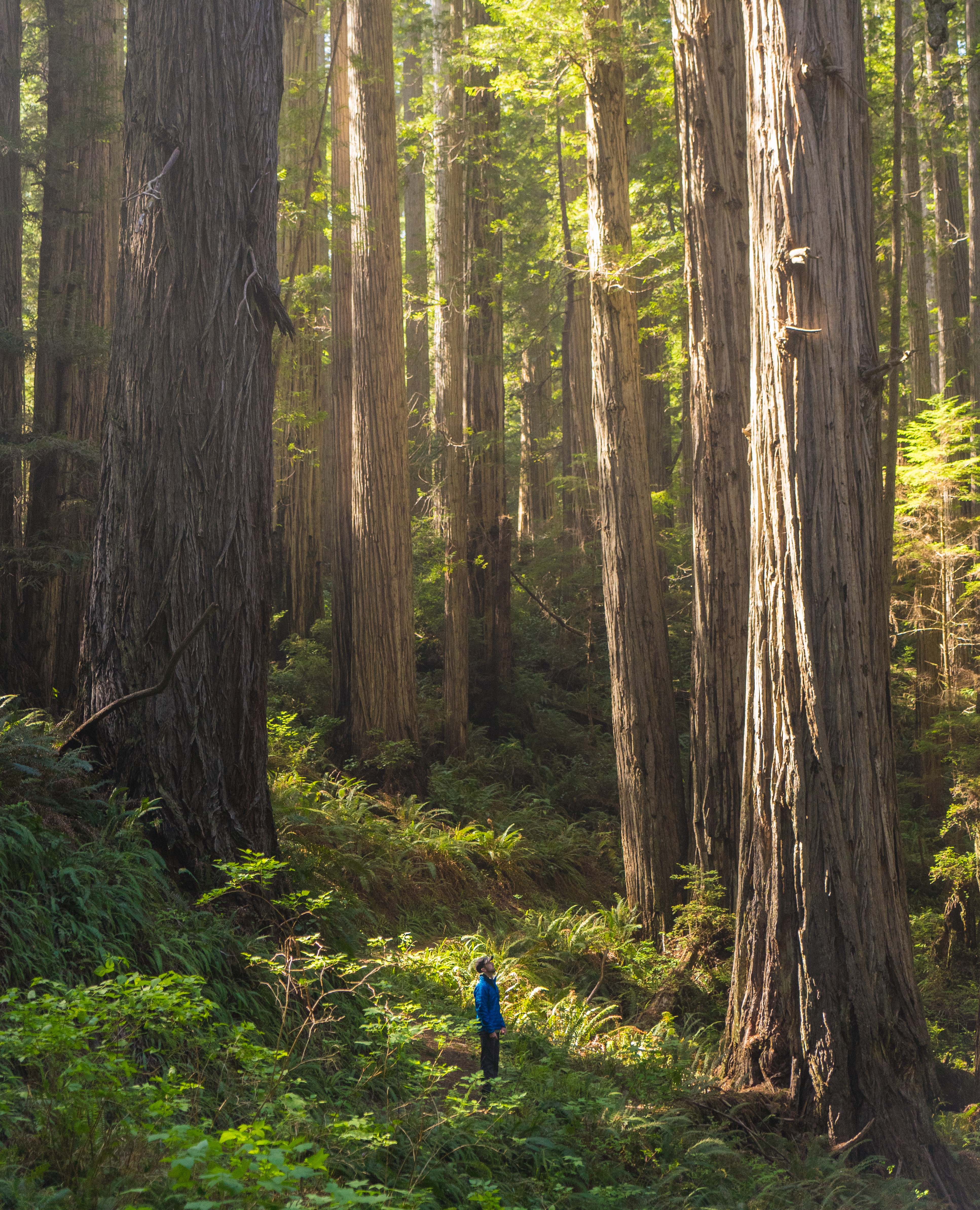 Prairie Creek Redwoods Loop