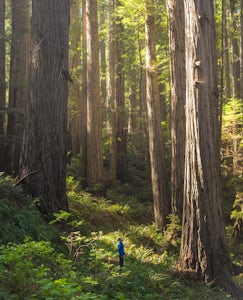 Prairie Creek Redwoods Loop