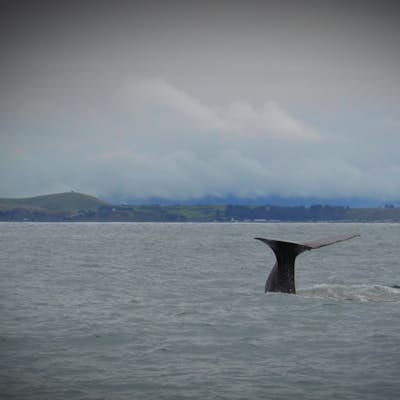 Whale Watch in Kaikoura