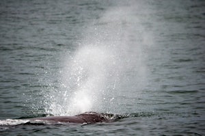 Whale Watch in Kaikoura