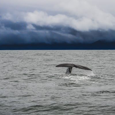 Whale Watch in Kaikoura