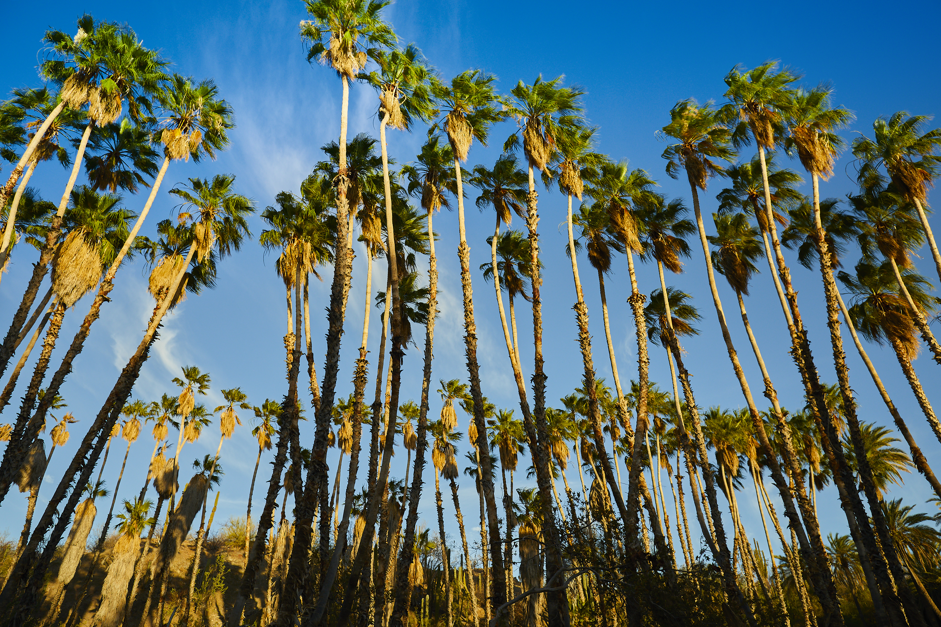 Hike El Tular Canyon in the Sierra de la Gigante Mountains