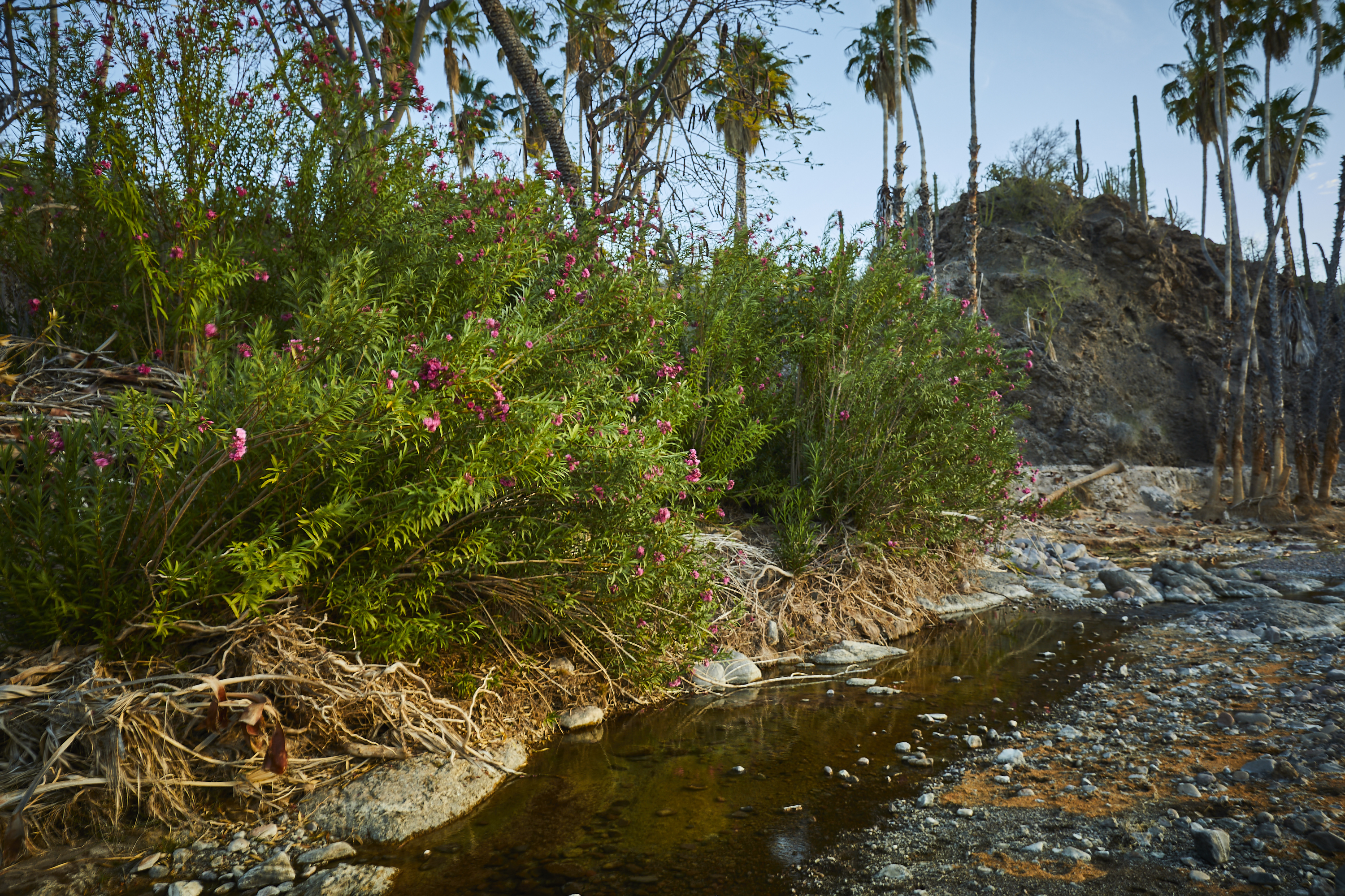 Hike El Tular Canyon in the Sierra de la Gigante Mountains