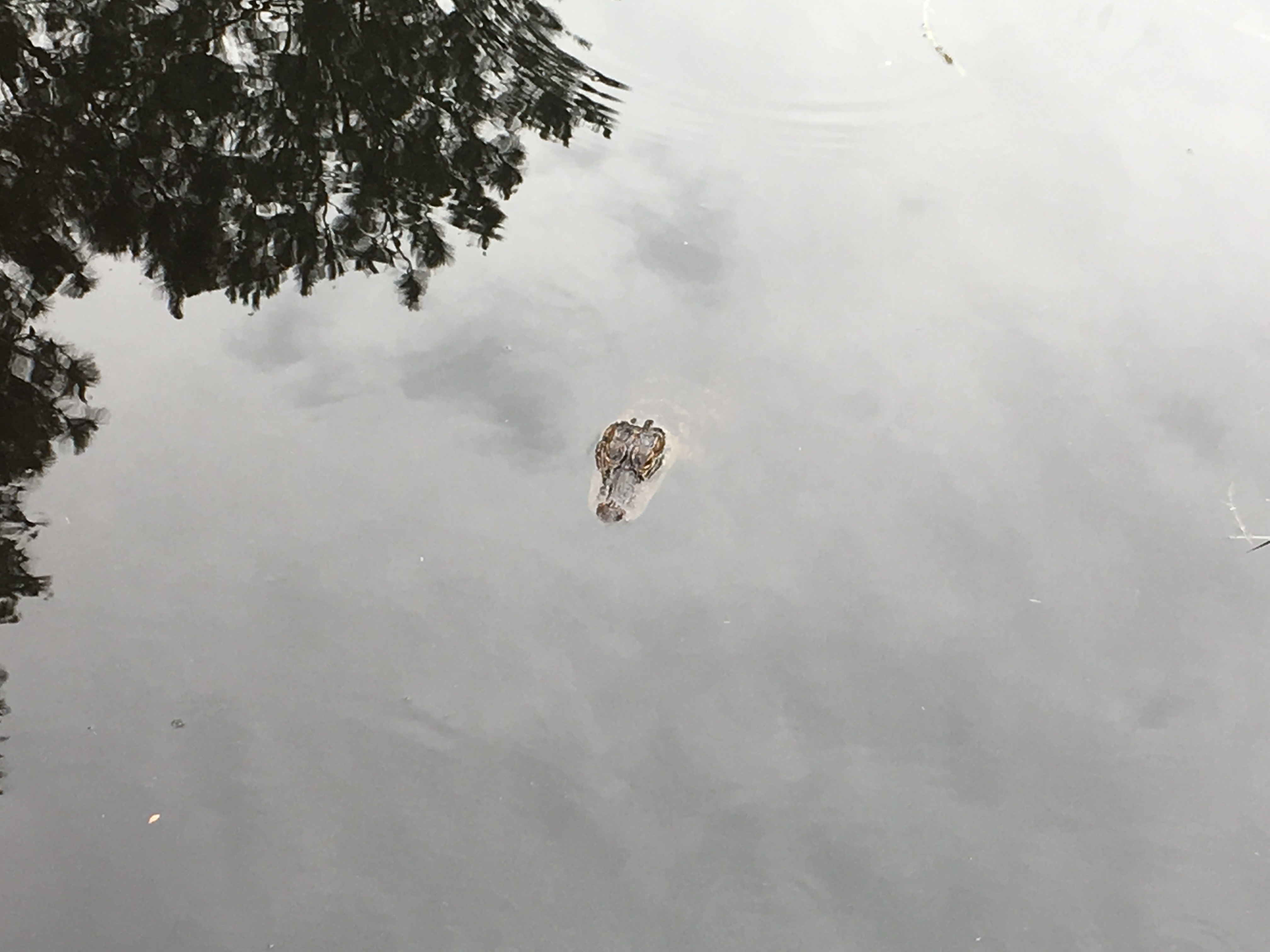 Photograph the Wildlife at Davis Bayou Area