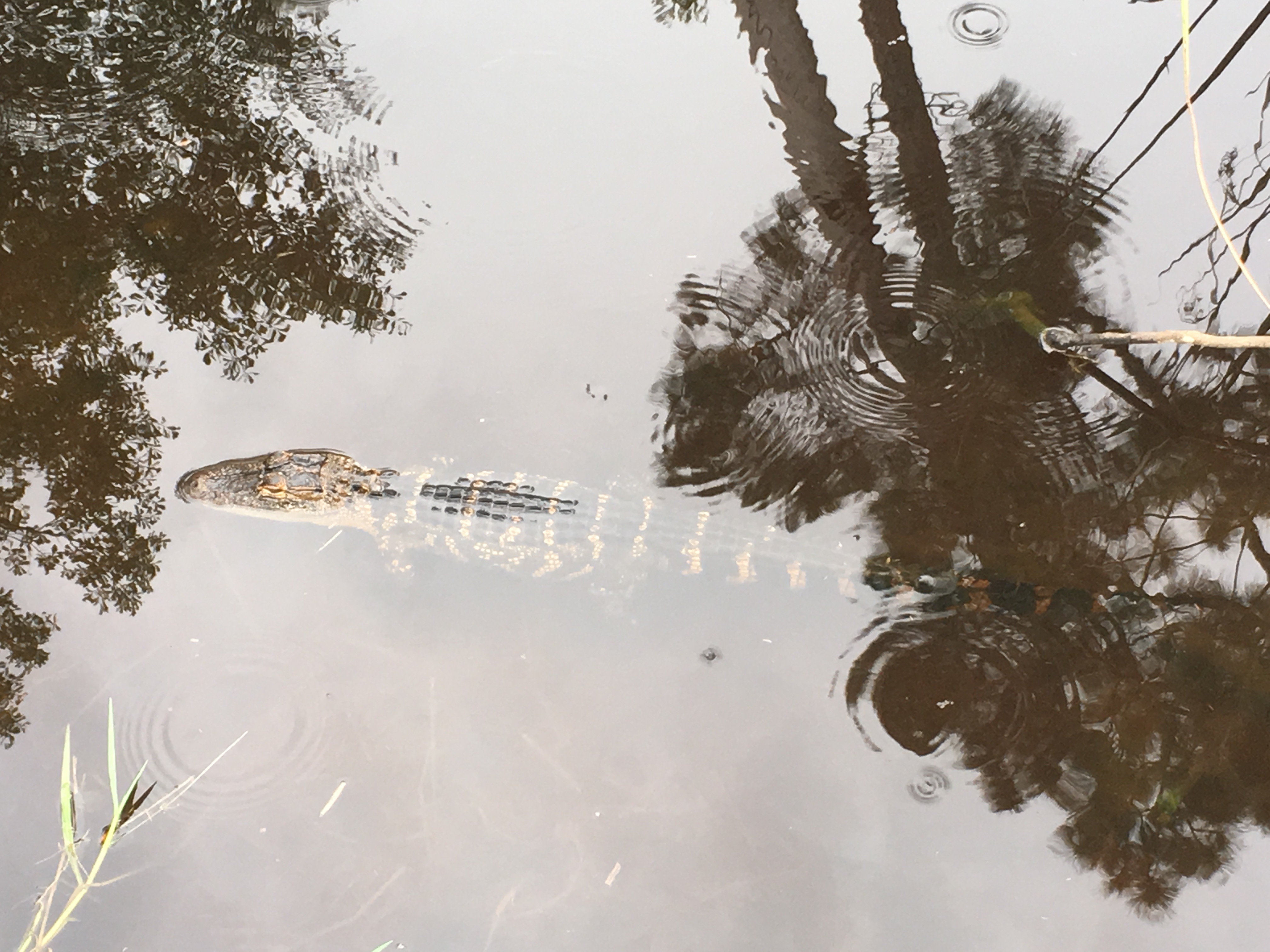 Photograph the Wildlife at Davis Bayou Area