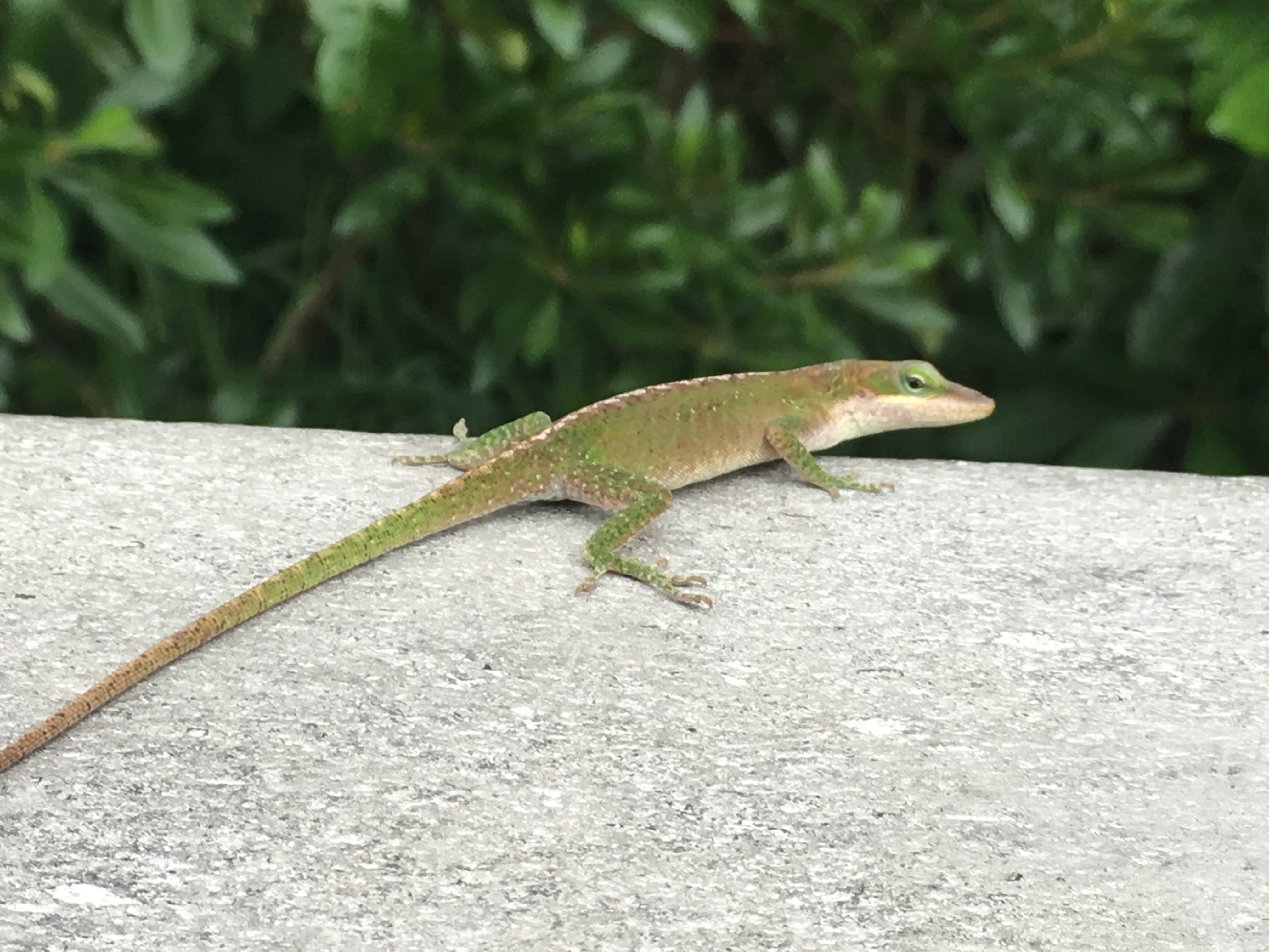 Photograph the Wildlife at Davis Bayou Area
