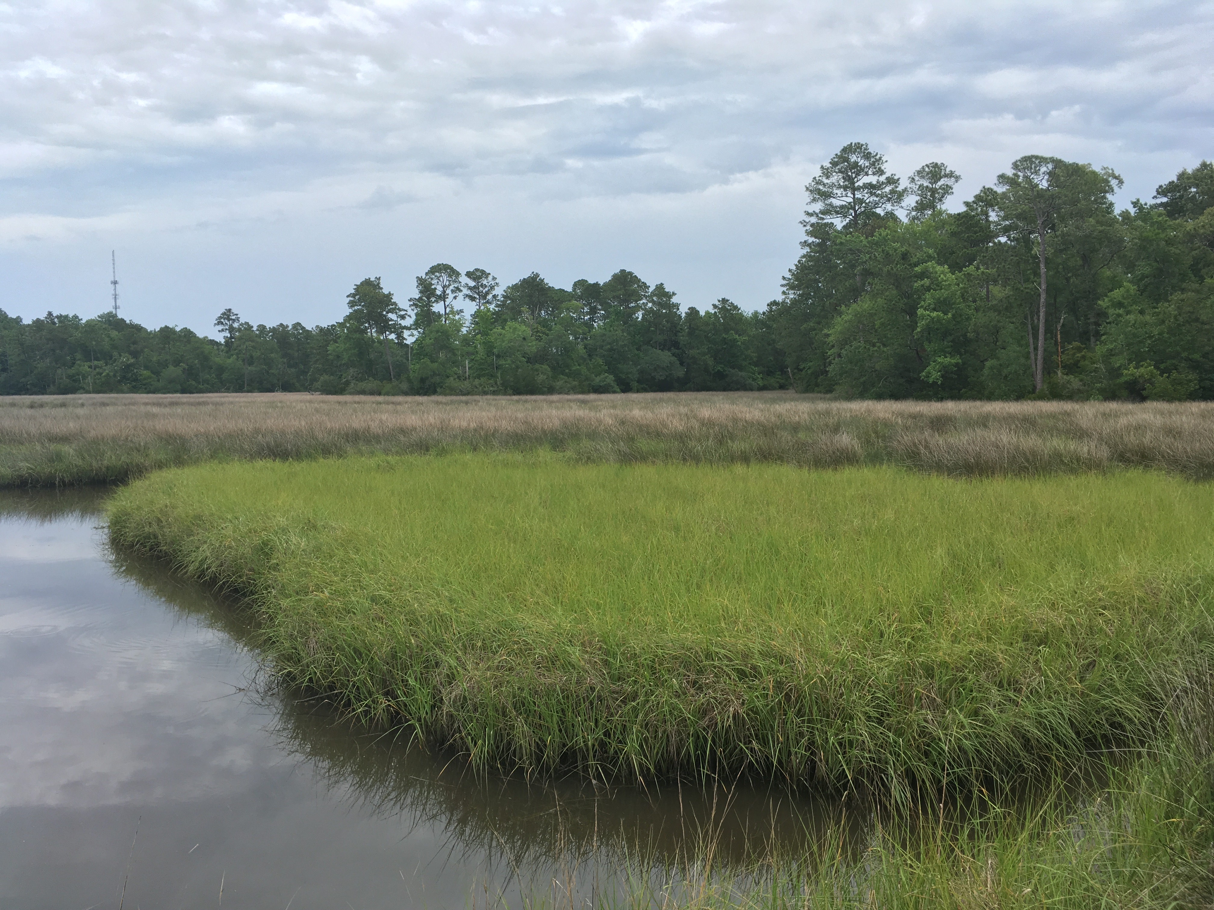 Photograph the Wildlife at Davis Bayou Area