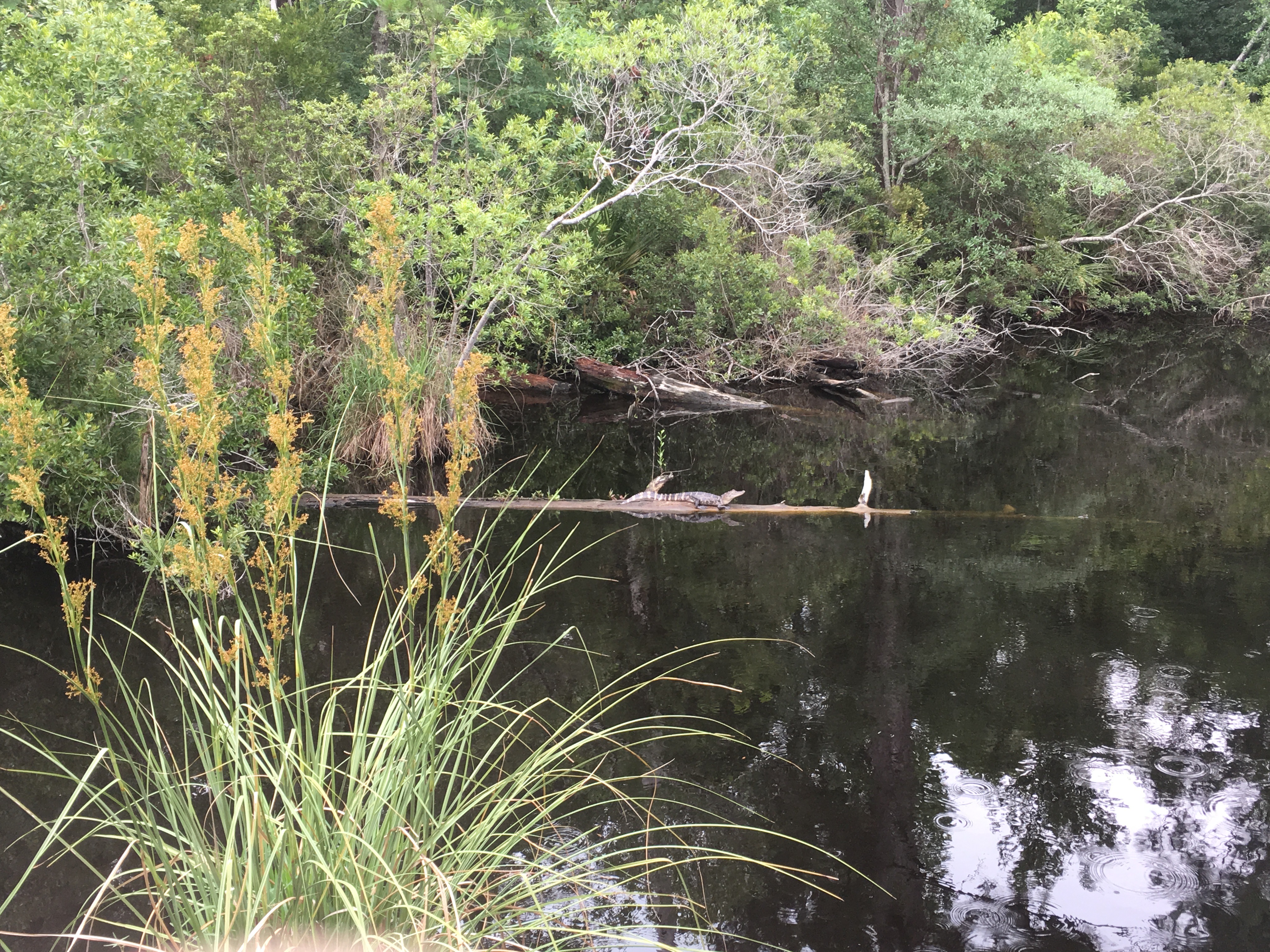 Photograph the Wildlife at Davis Bayou Area