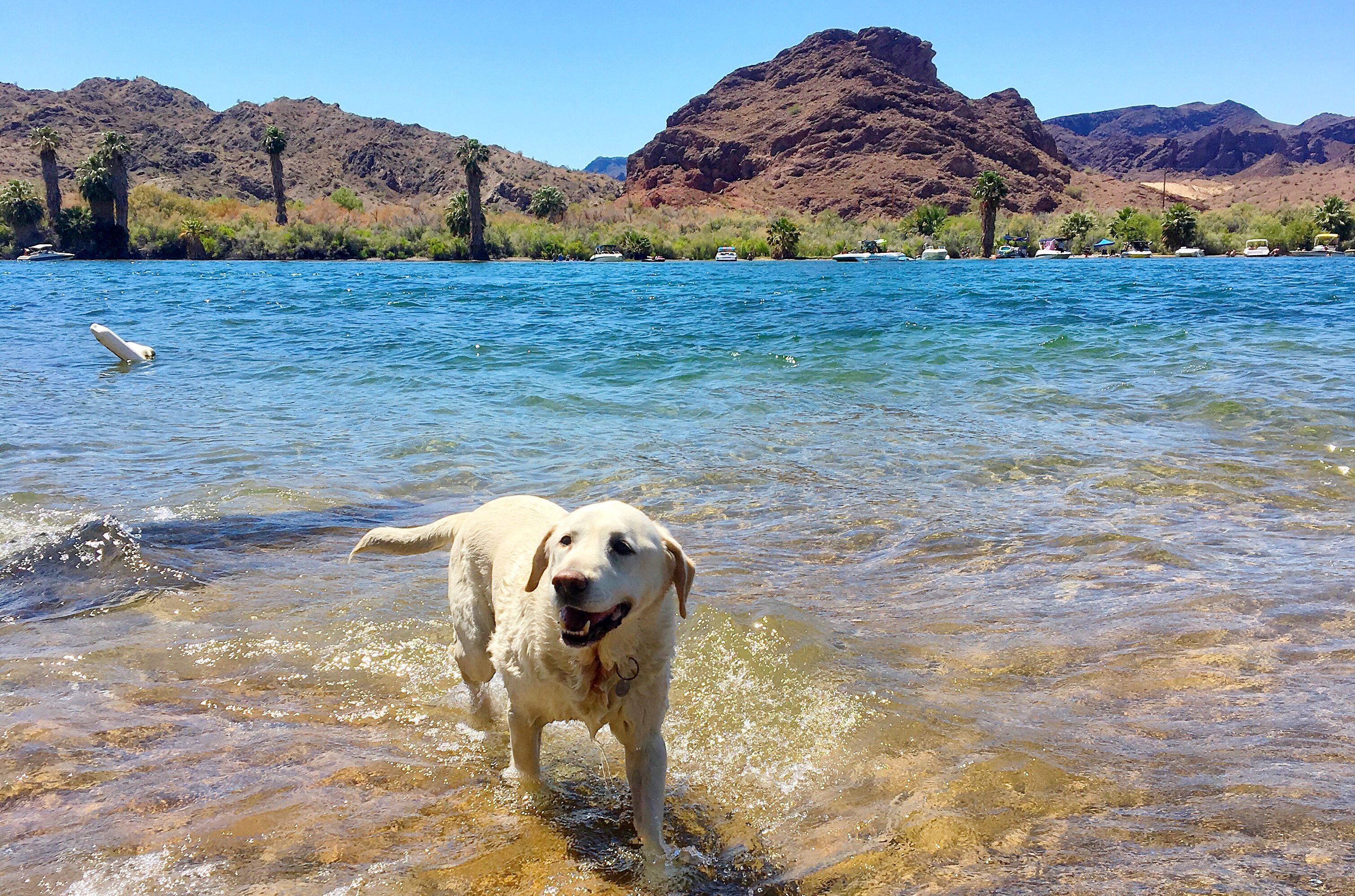 Camp at Lake Havasu State Park
