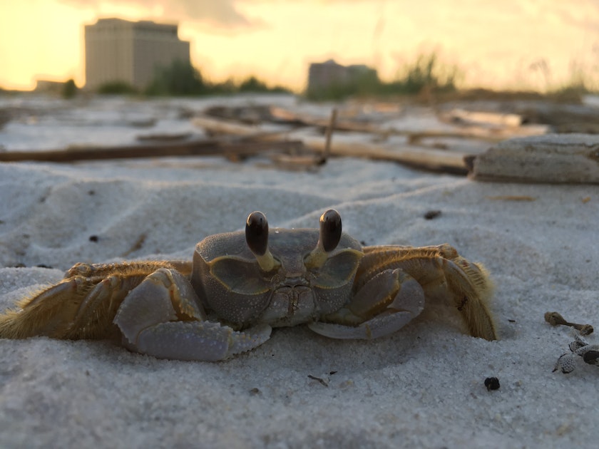 Kayak Camp on Deer Island, Biloxi Small Craft Harbor