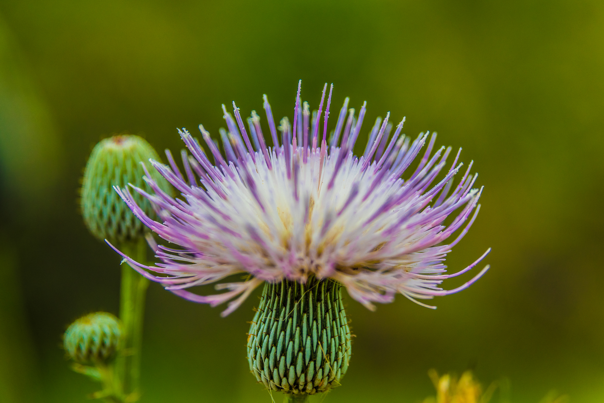 Sweetwater Wetlands Park Loop
