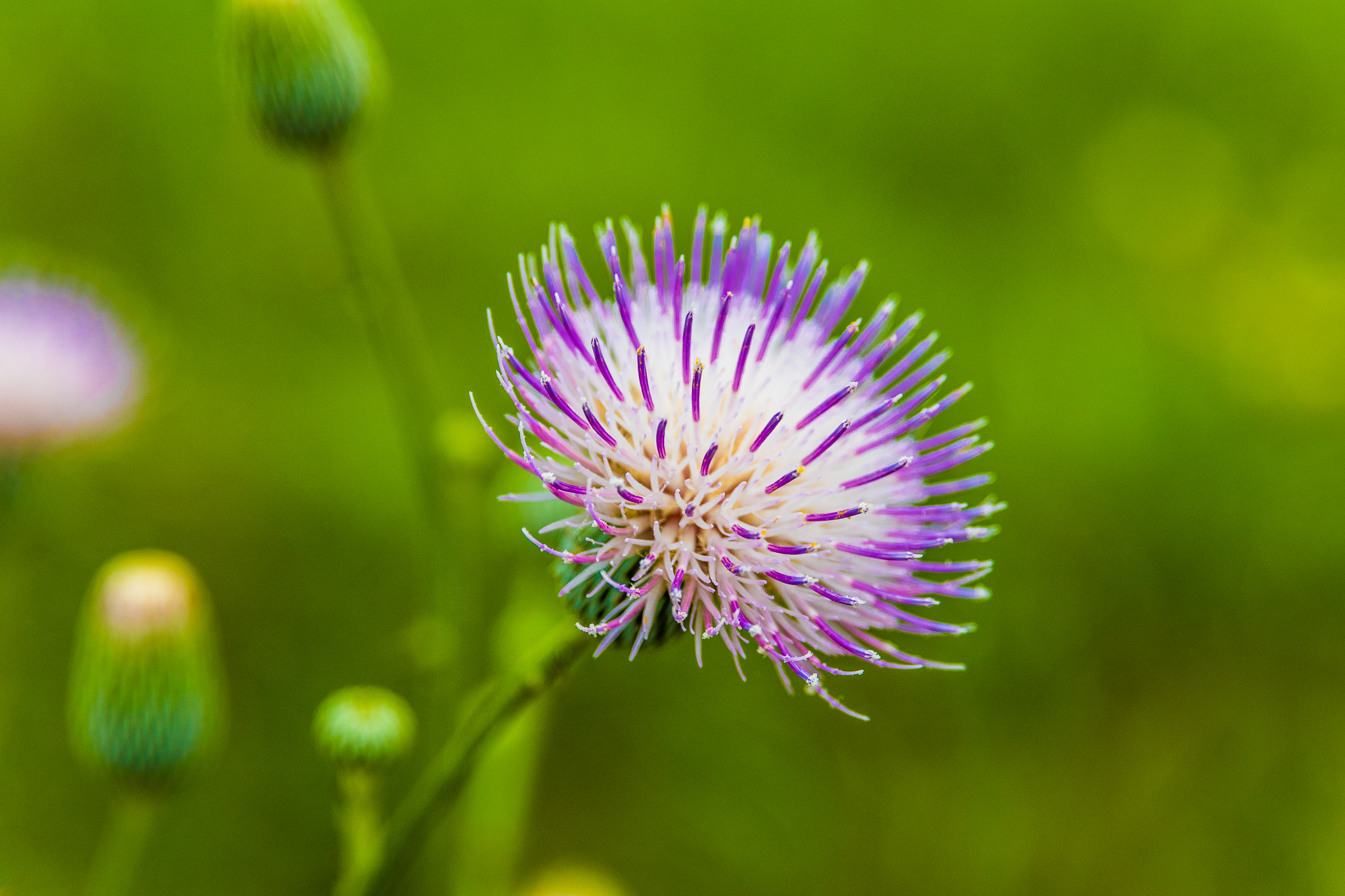 Sweetwater Wetlands Park Loop