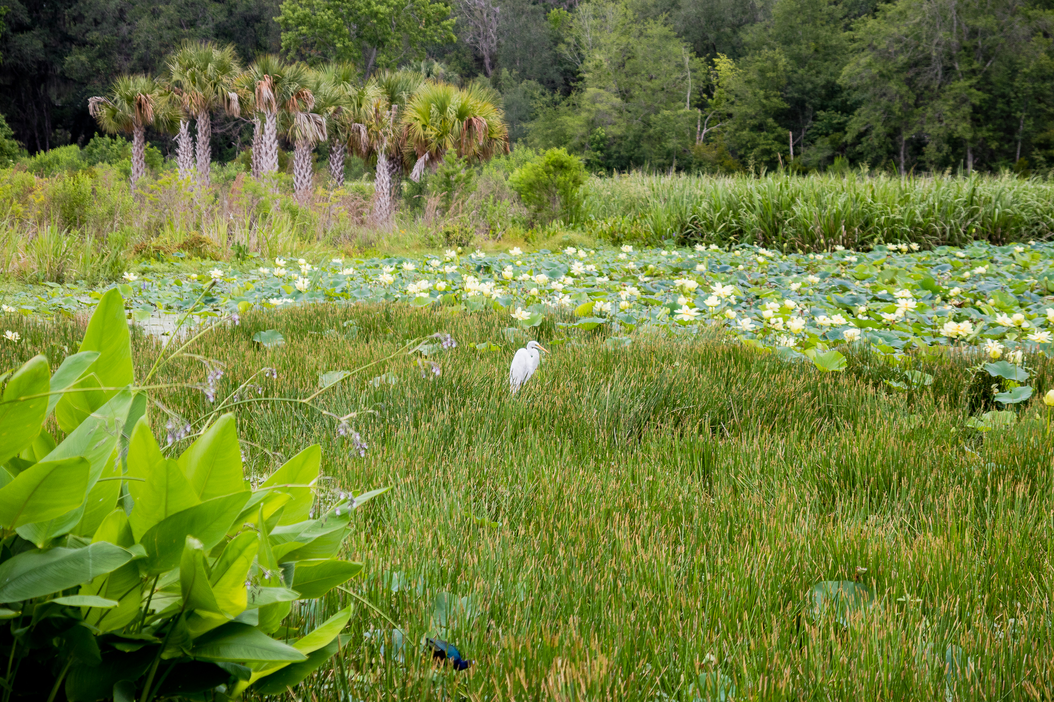 Sweetwater Wetlands Park Loop