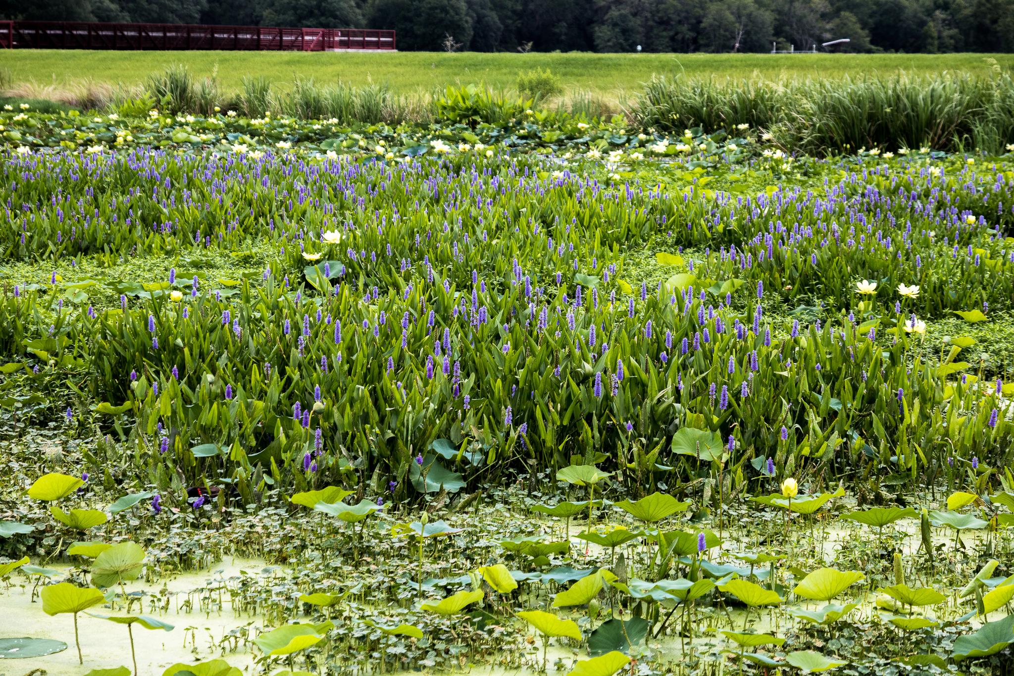Sweetwater Wetlands Park Loop