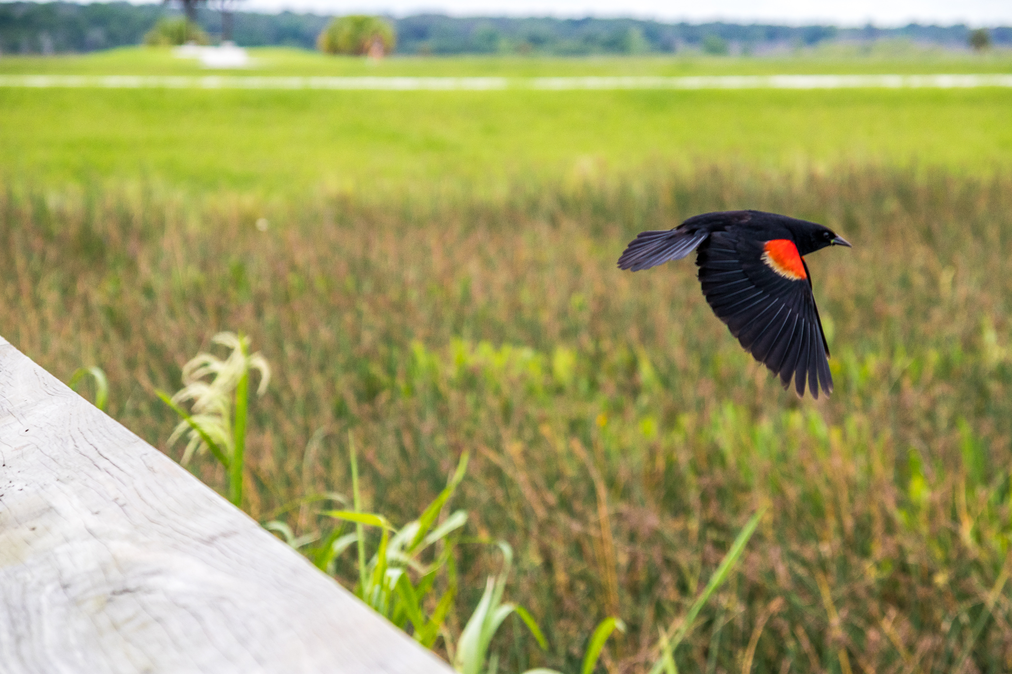Sweetwater Wetlands Park Loop