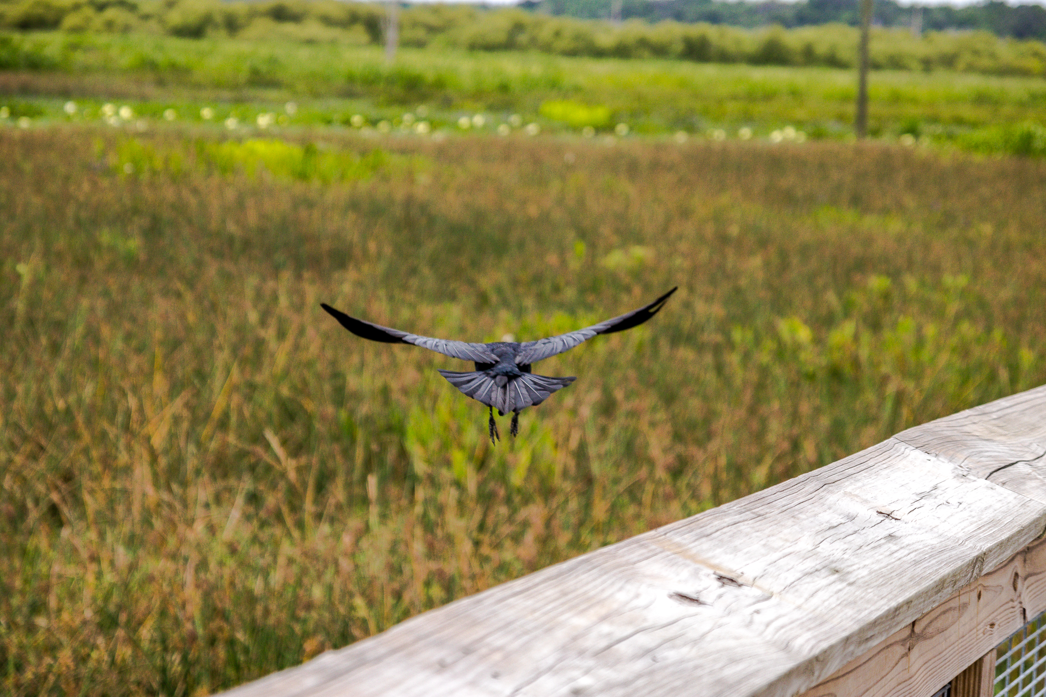 Sweetwater Wetlands Park Loop