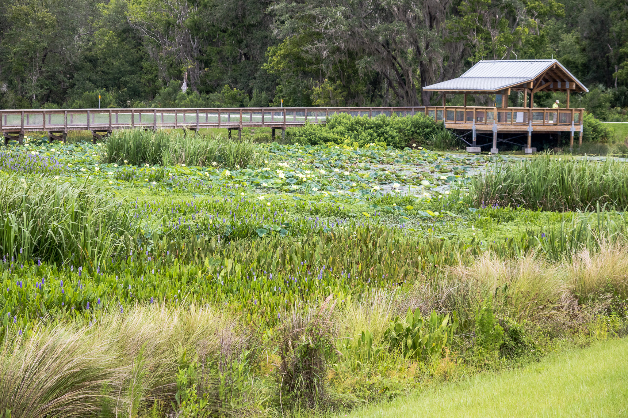 Sweetwater Wetlands Park Loop