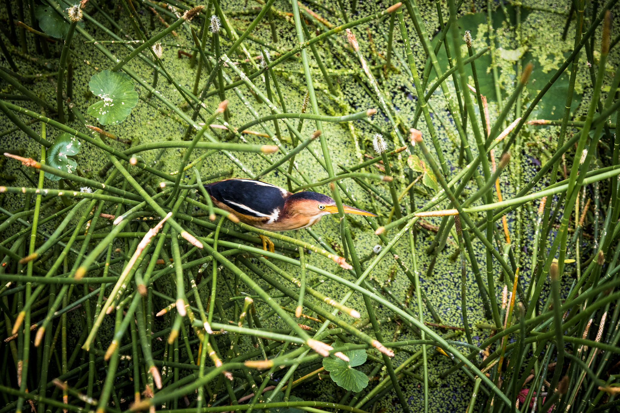 Sweetwater Wetlands Park Loop