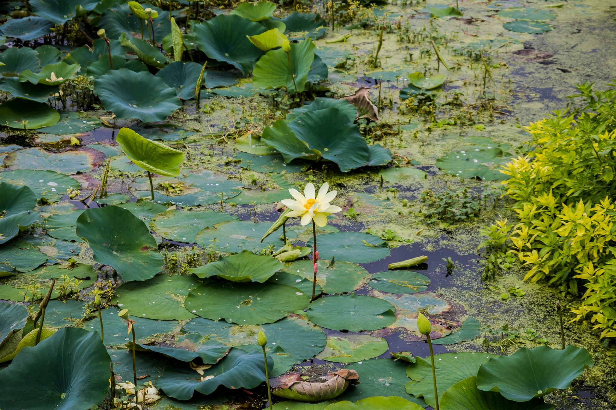 Sweetwater Wetlands Park Loop
