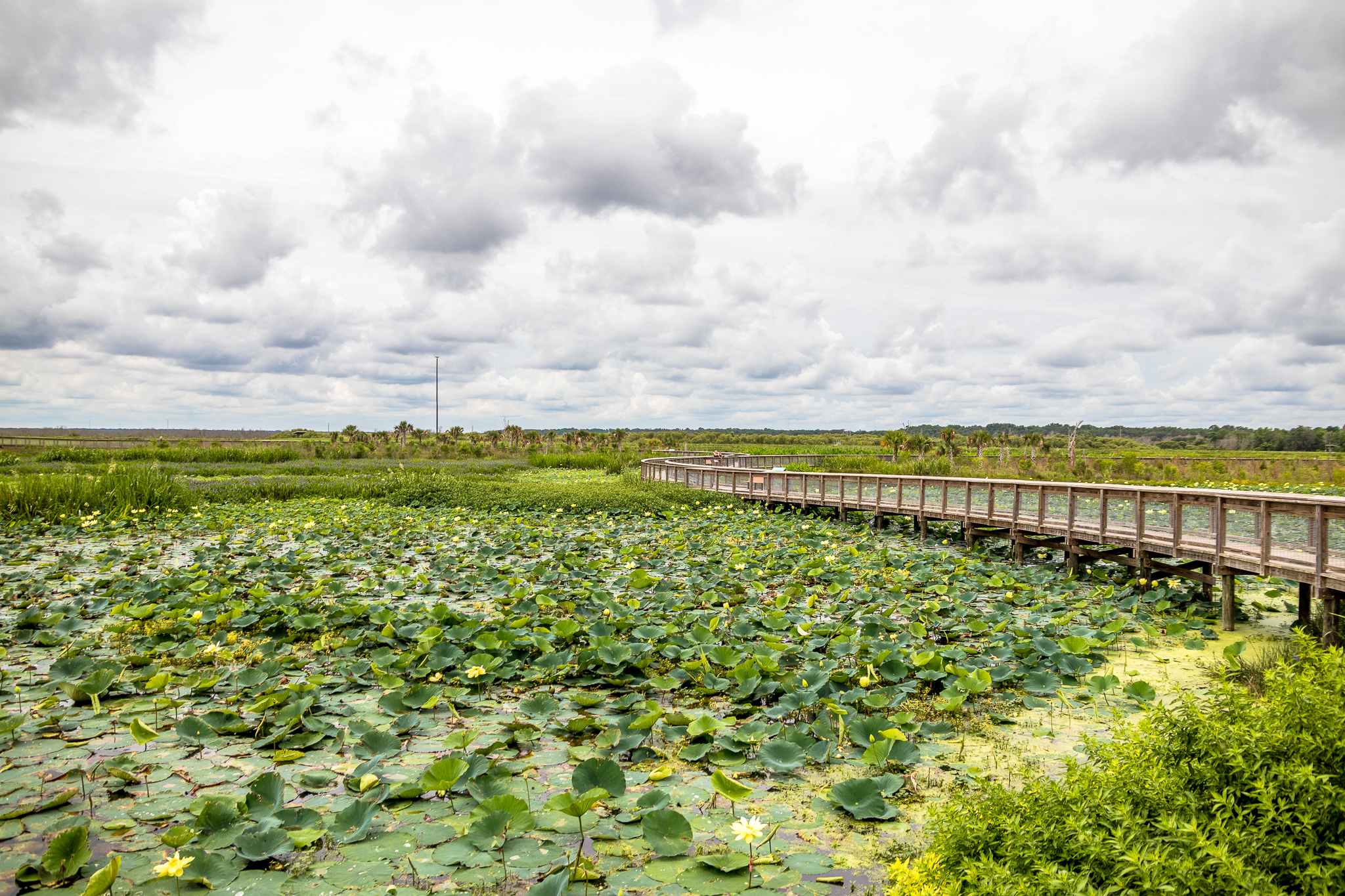 Sweetwater Wetlands Park Loop