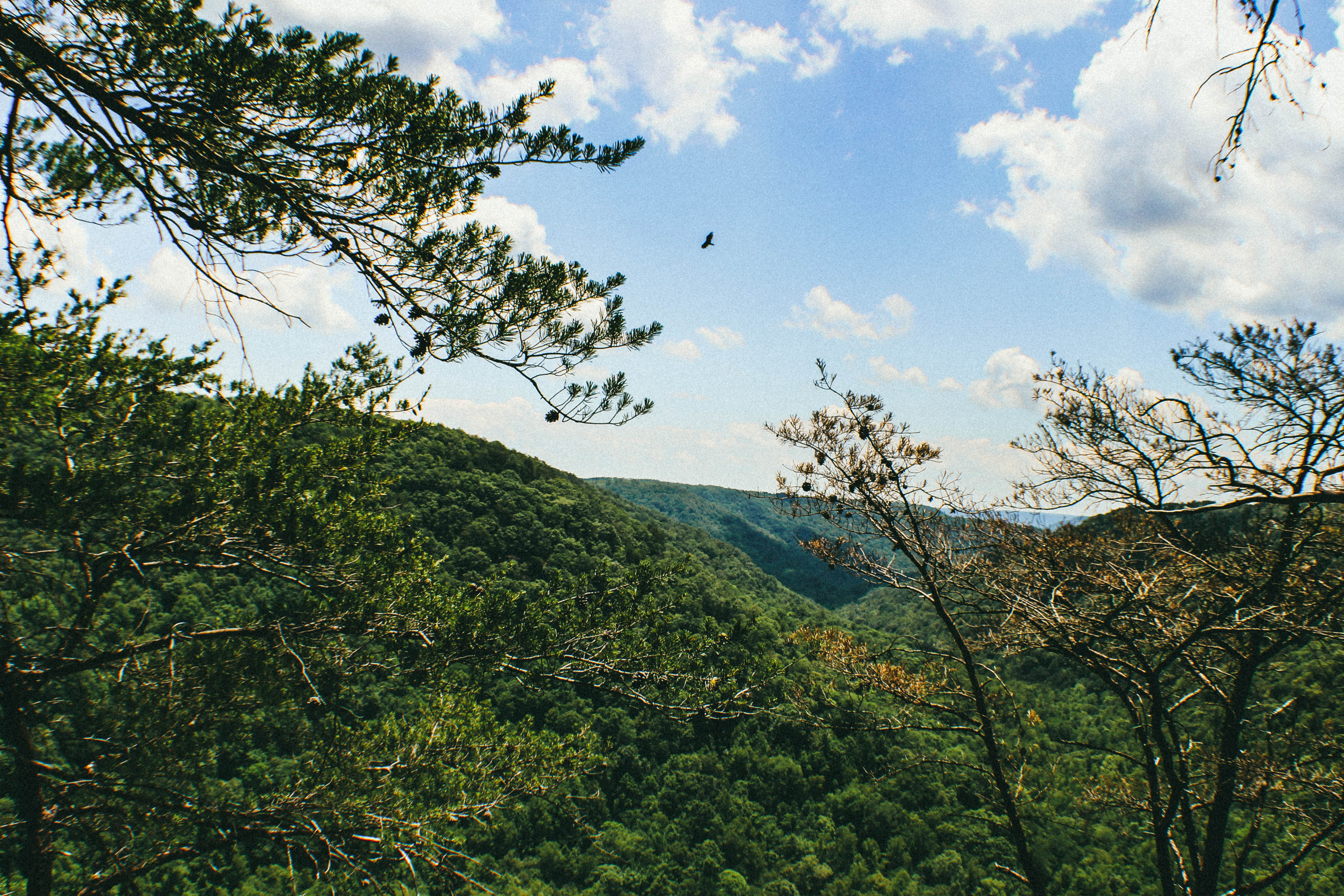 Hike the Fiery Gizzard Trail