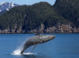 How to Go Whale Watching in Washington (for Free!)
