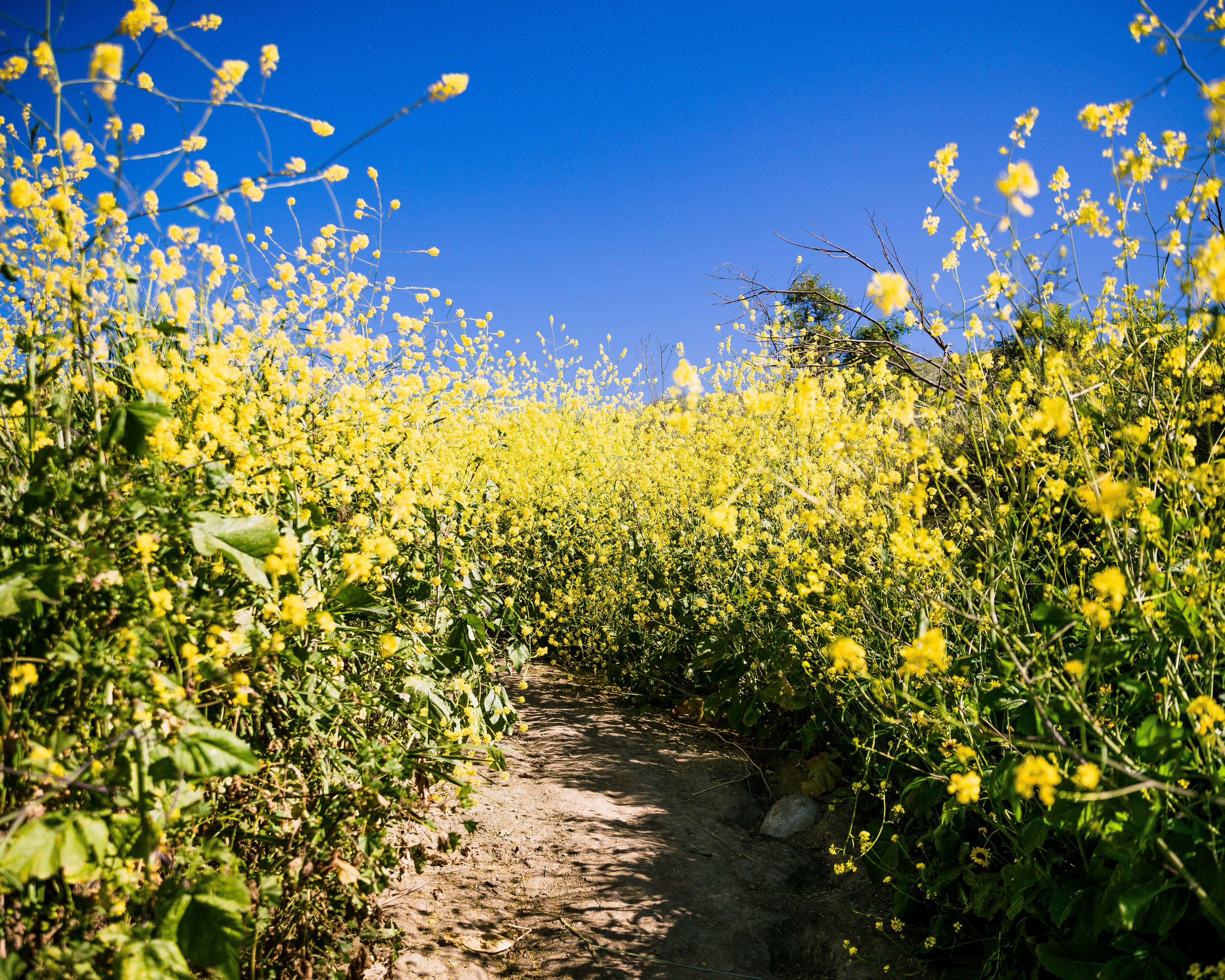 Hike Arroyo Verde Park
