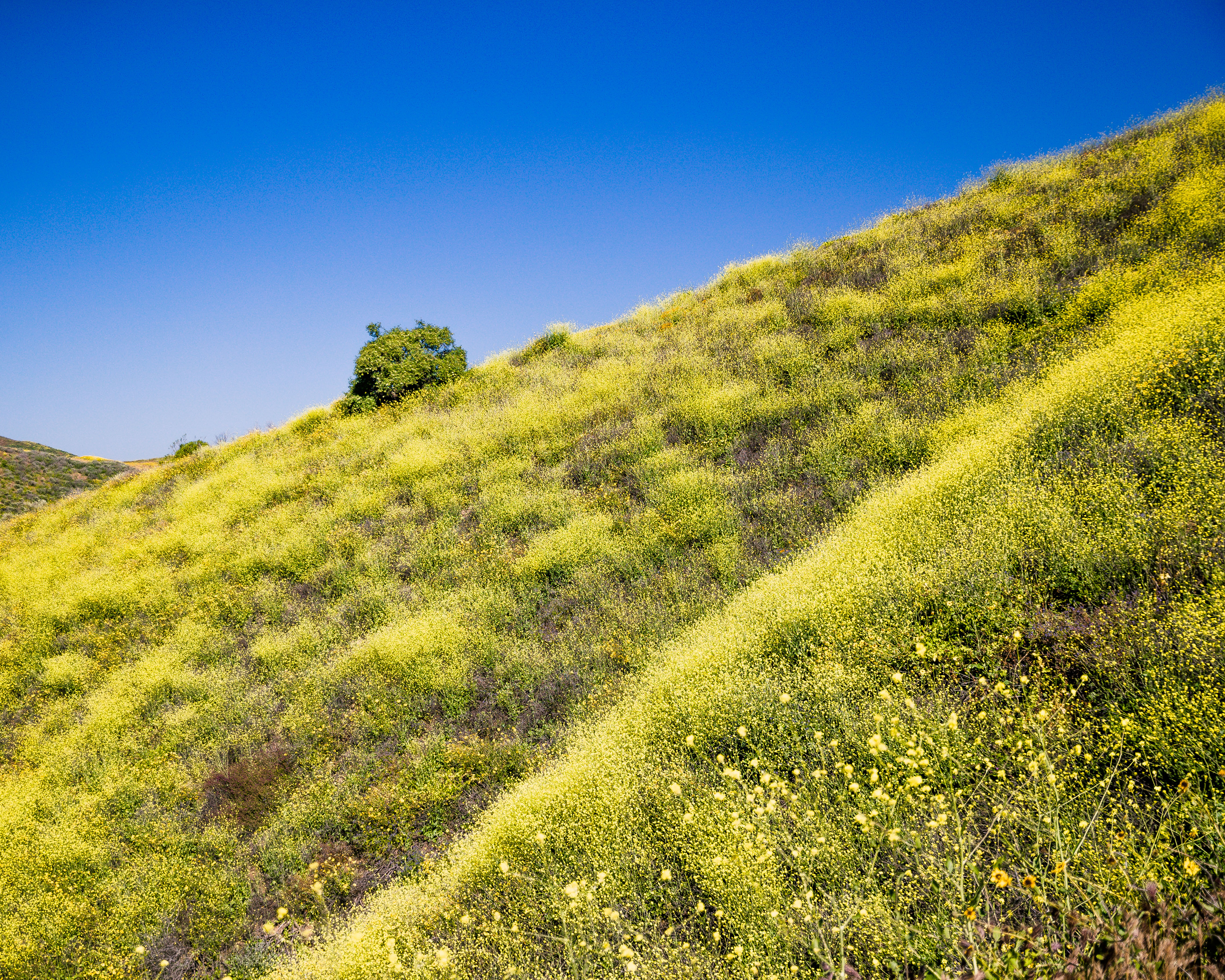 Hike Arroyo Verde Park