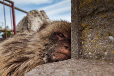 Photograph Barbary Apes in Gibraltar