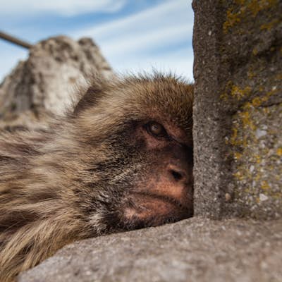 Photograph Barbary Apes in Gibraltar