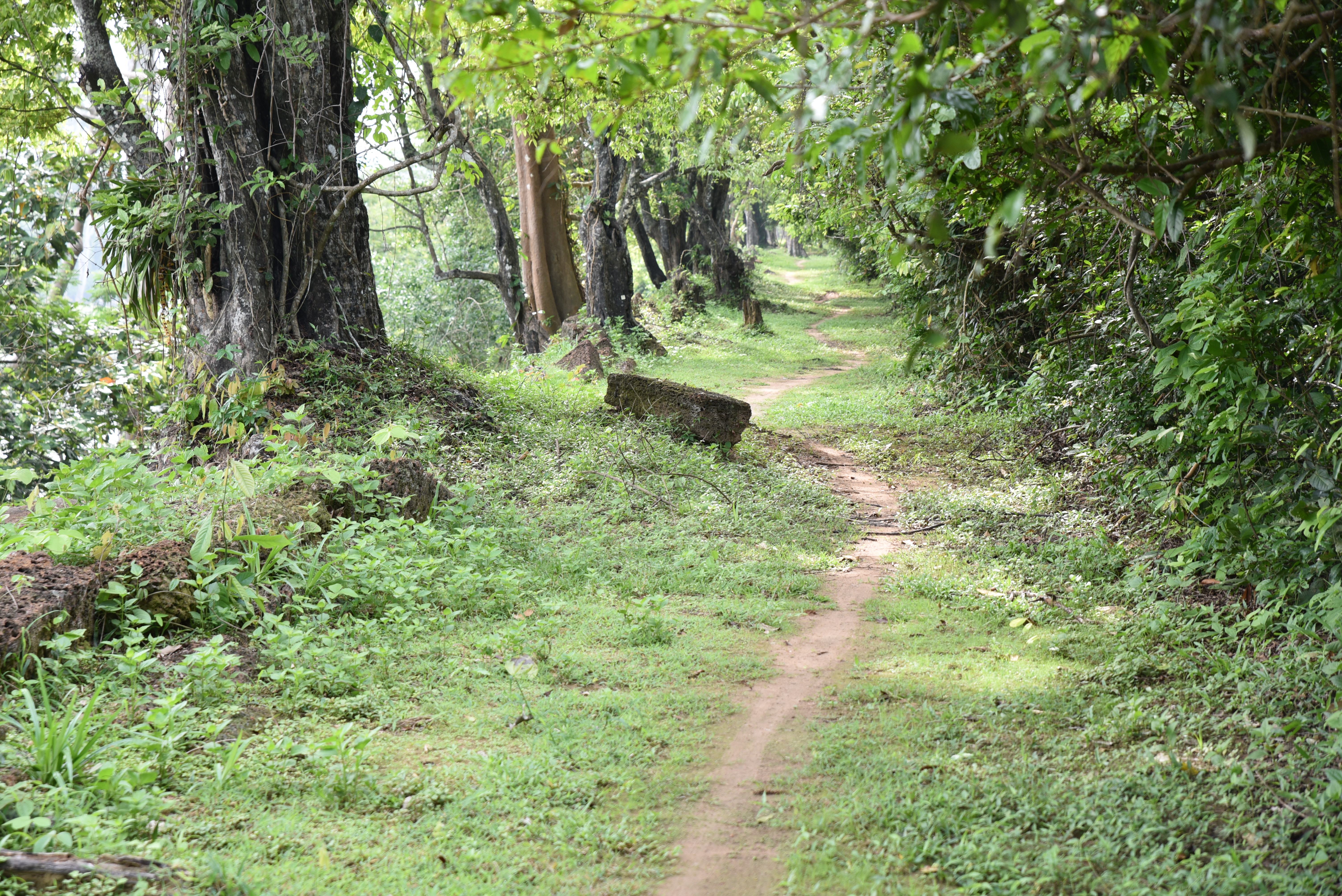 Hike the Angkor Thom Wall Trail