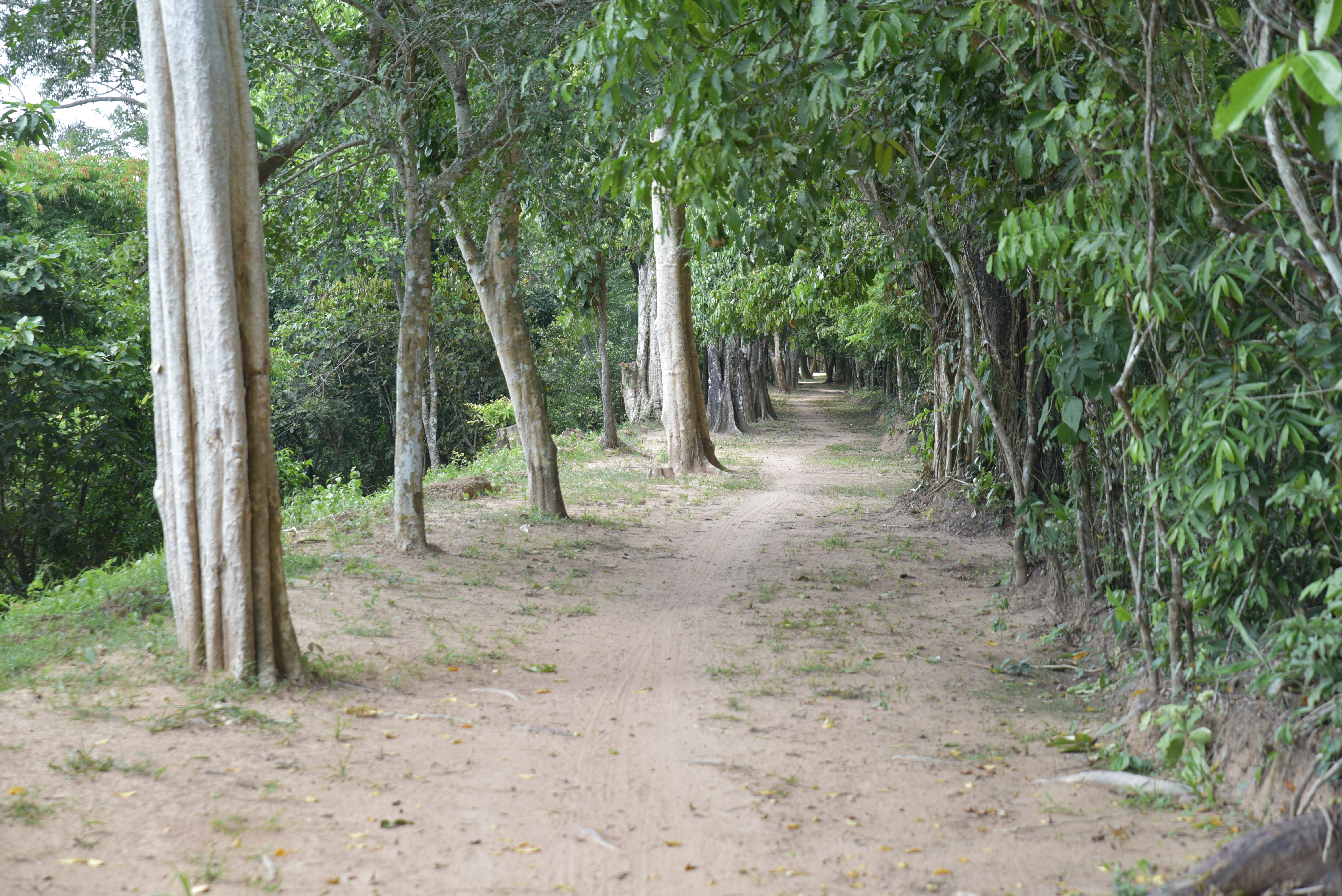 Hike the Angkor Thom Wall Trail