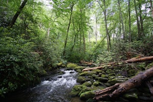 Hike Joyce Kilmer Memorial Forest Loop