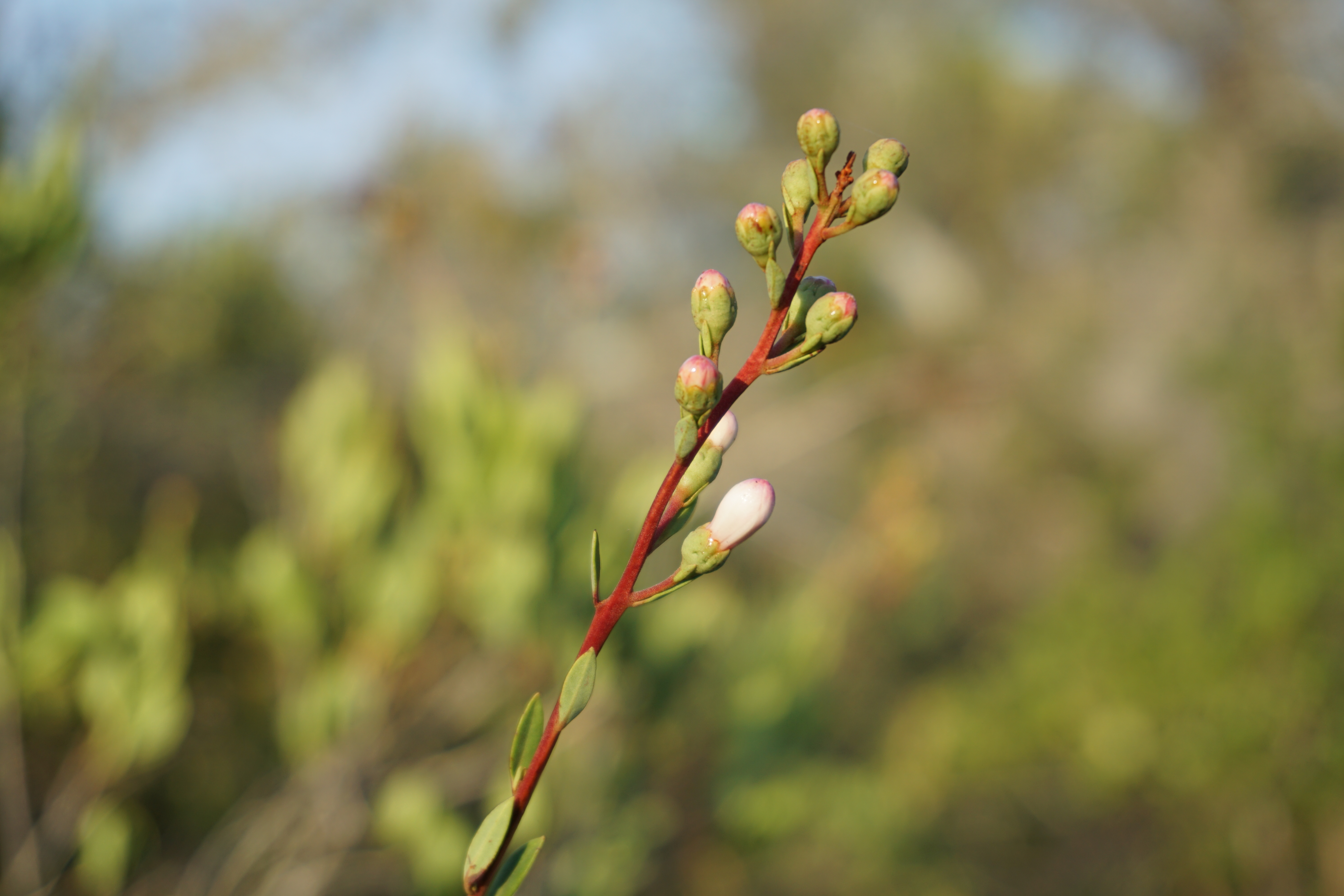 Hike the Florida Scrub Nature Trail at Archbold Research Station