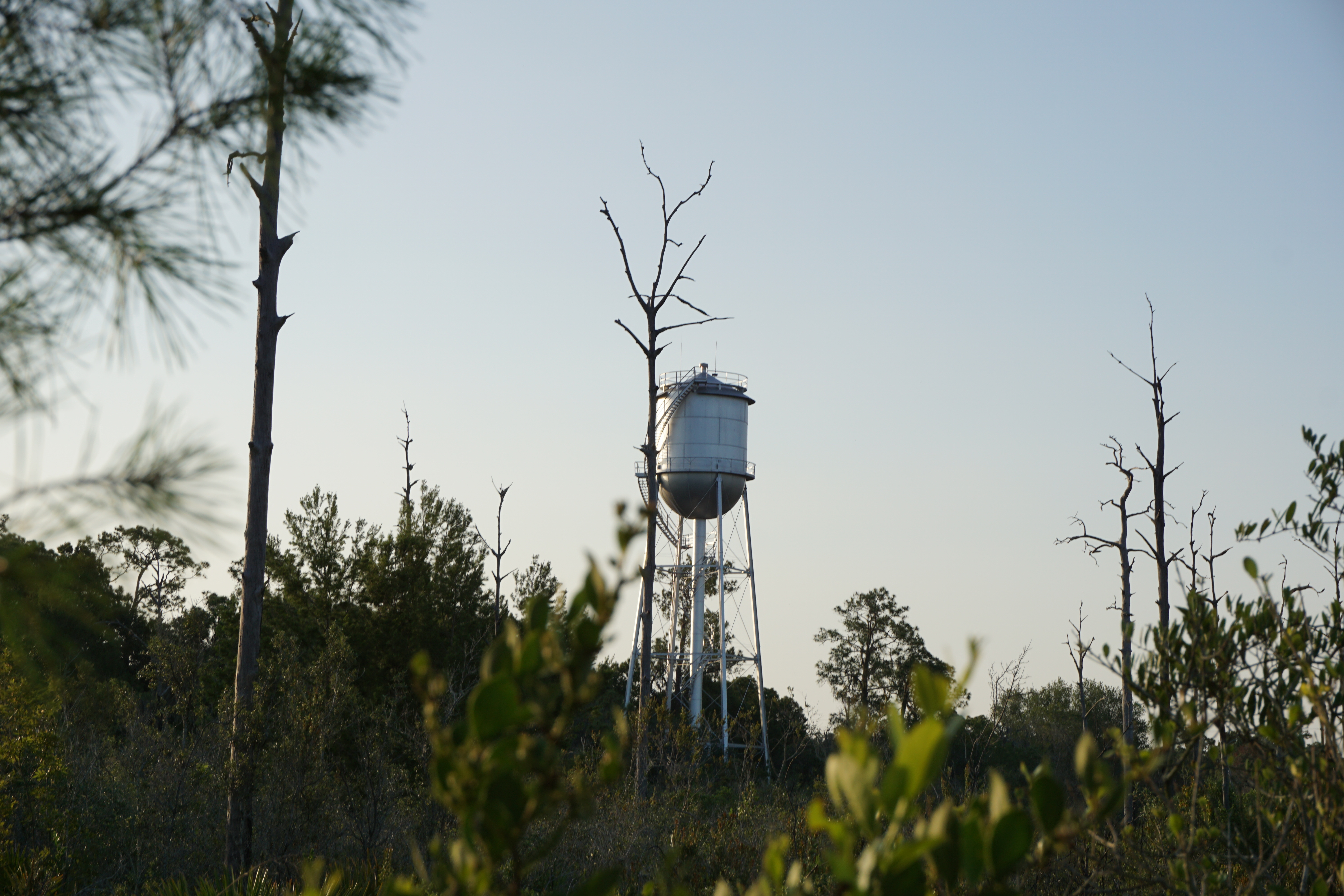 Hike the Florida Scrub Nature Trail at Archbold Research Station