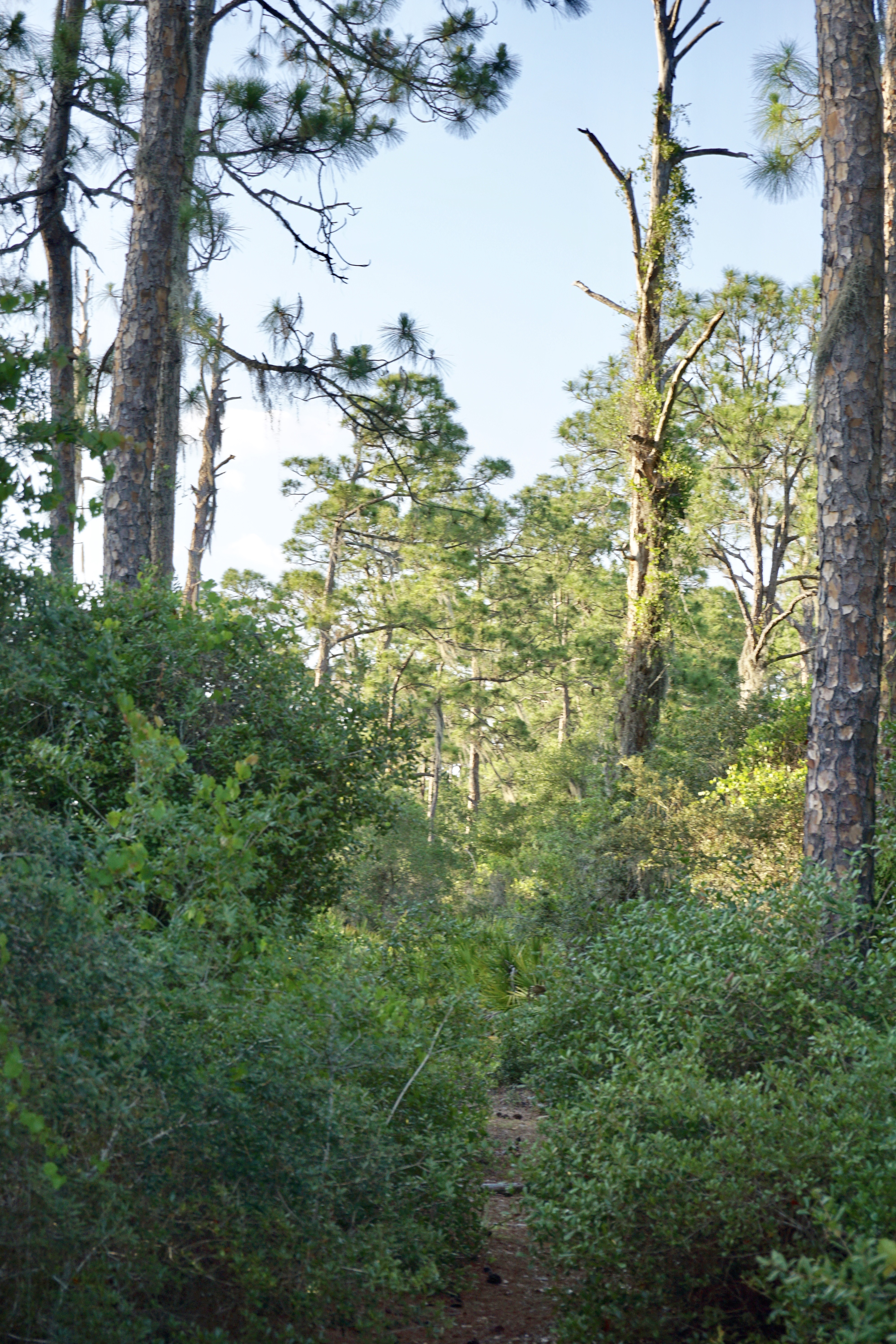 Hike the Florida Scrub Nature Trail at Archbold Research Station