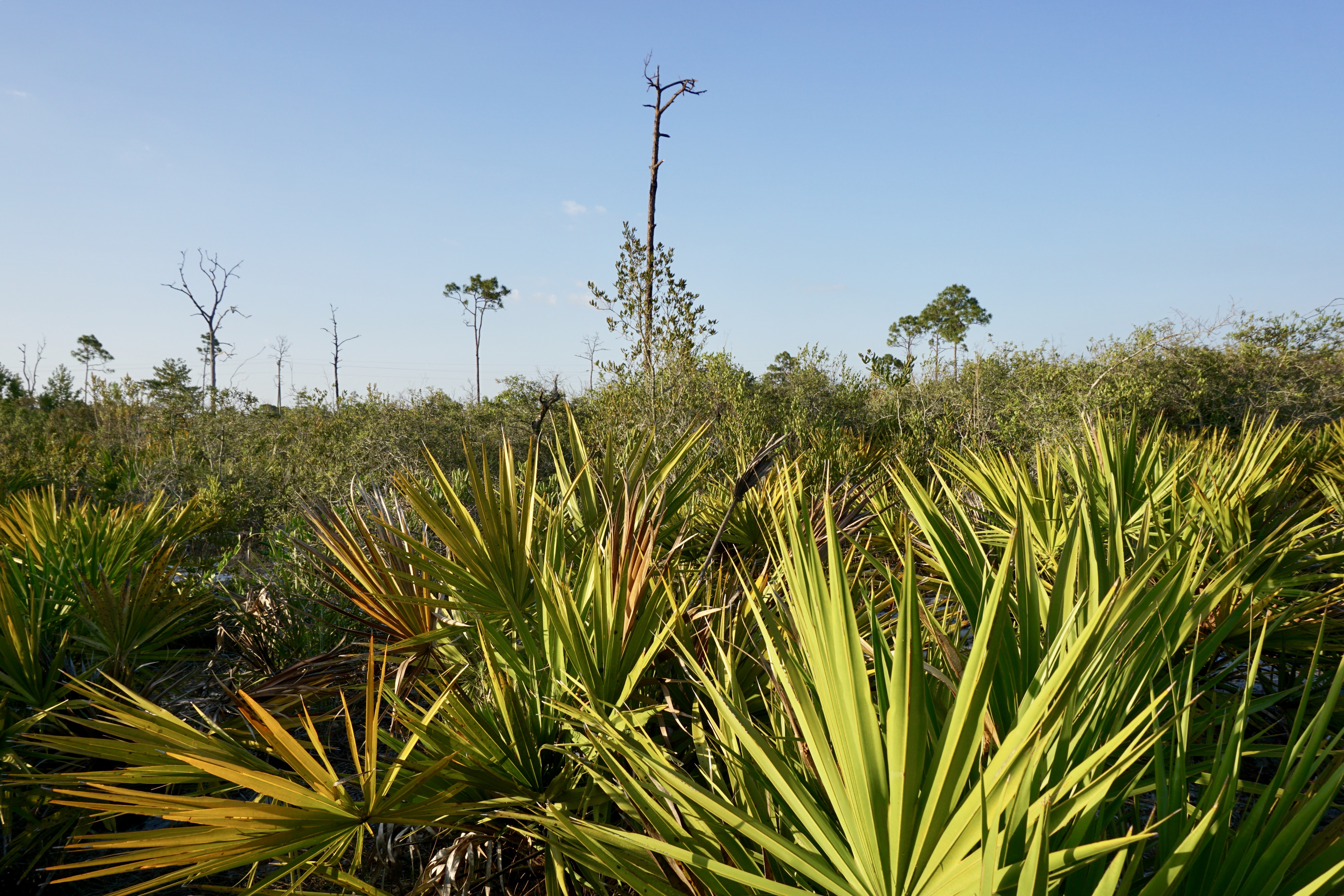 Hike the Florida Scrub Nature Trail at Archbold Research Station