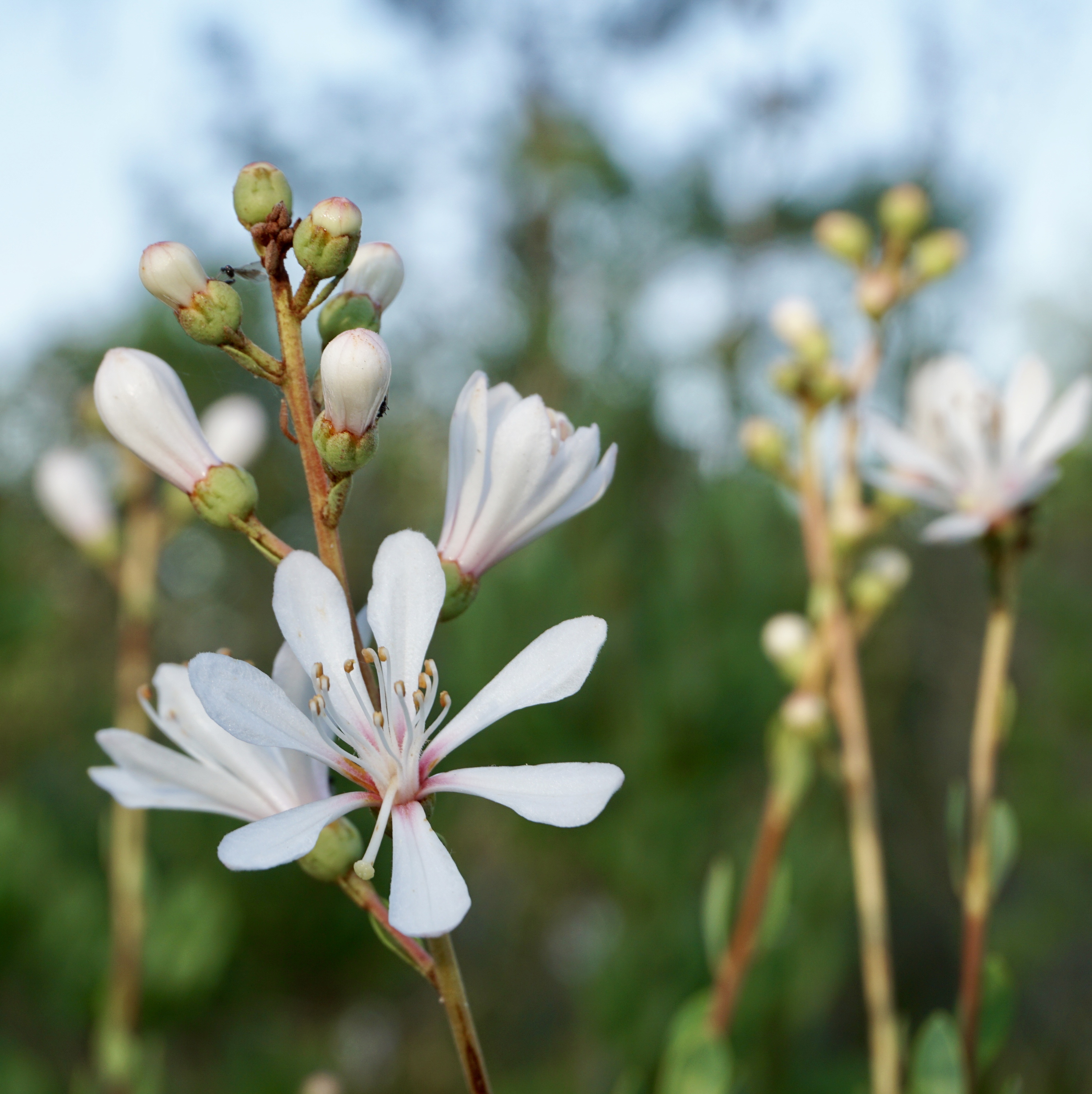 Hike the Florida Scrub Nature Trail at Archbold Research Station