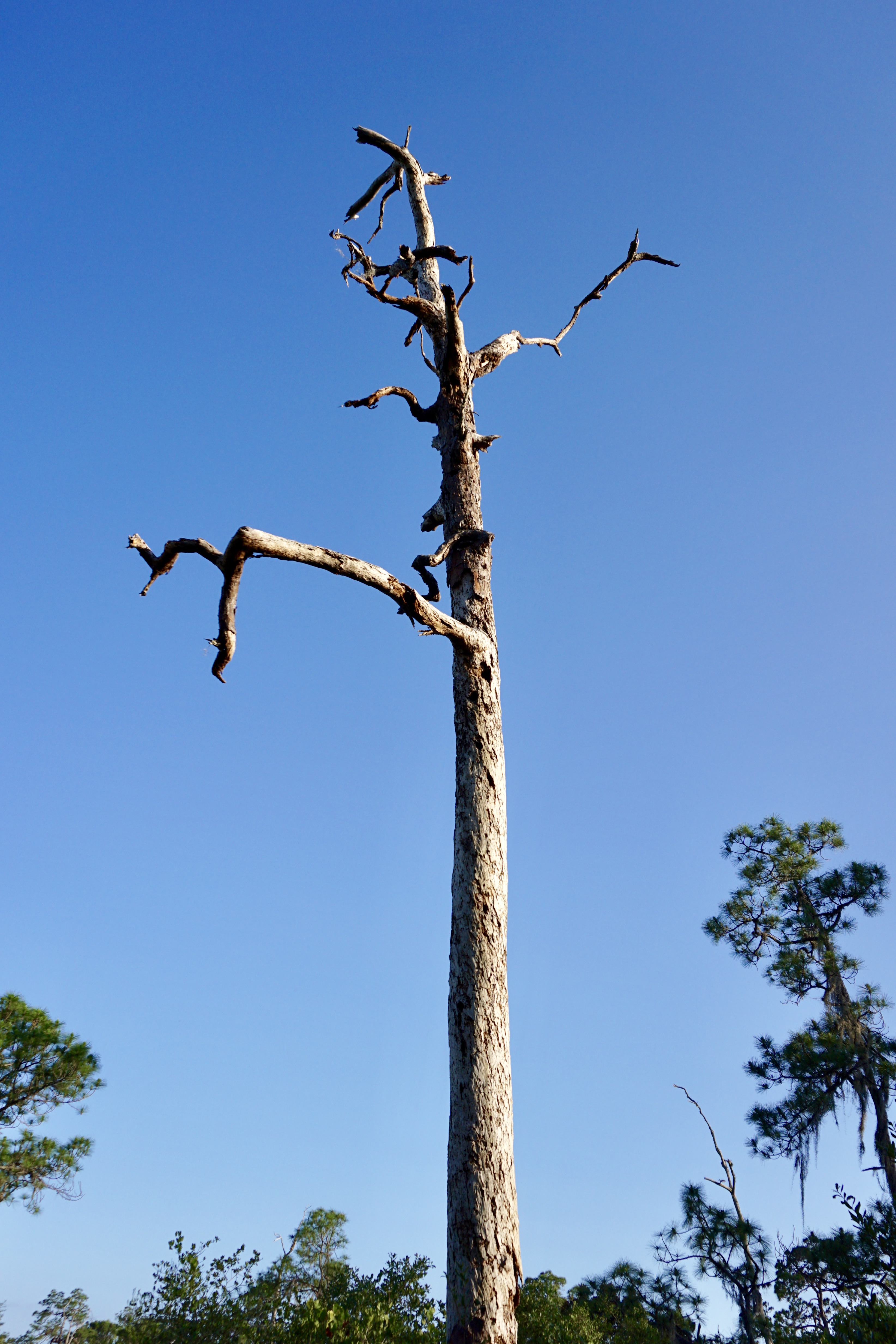 Hike the Florida Scrub Nature Trail at Archbold Research Station