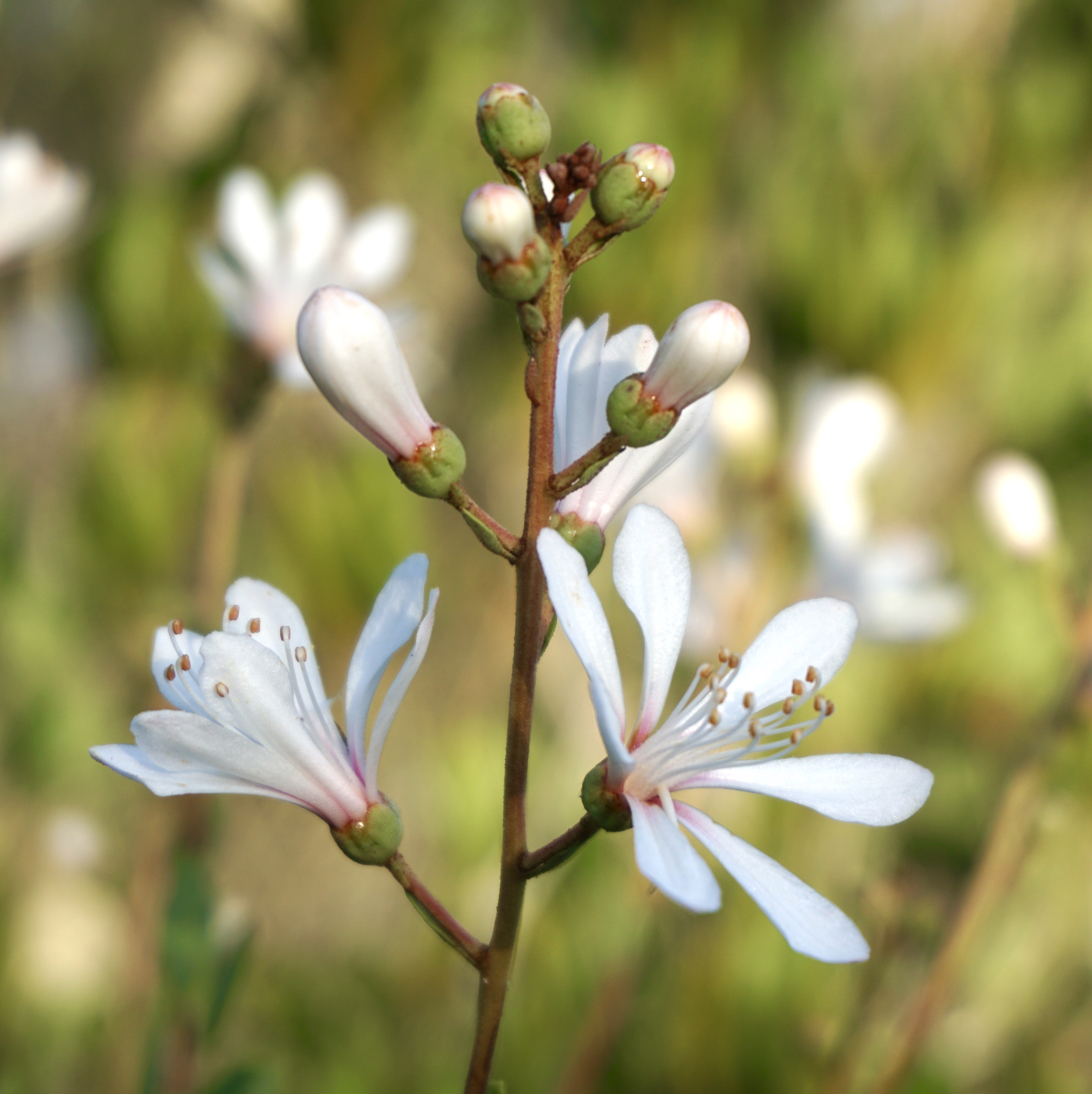 Hike the Florida Scrub Nature Trail at Archbold Research Station
