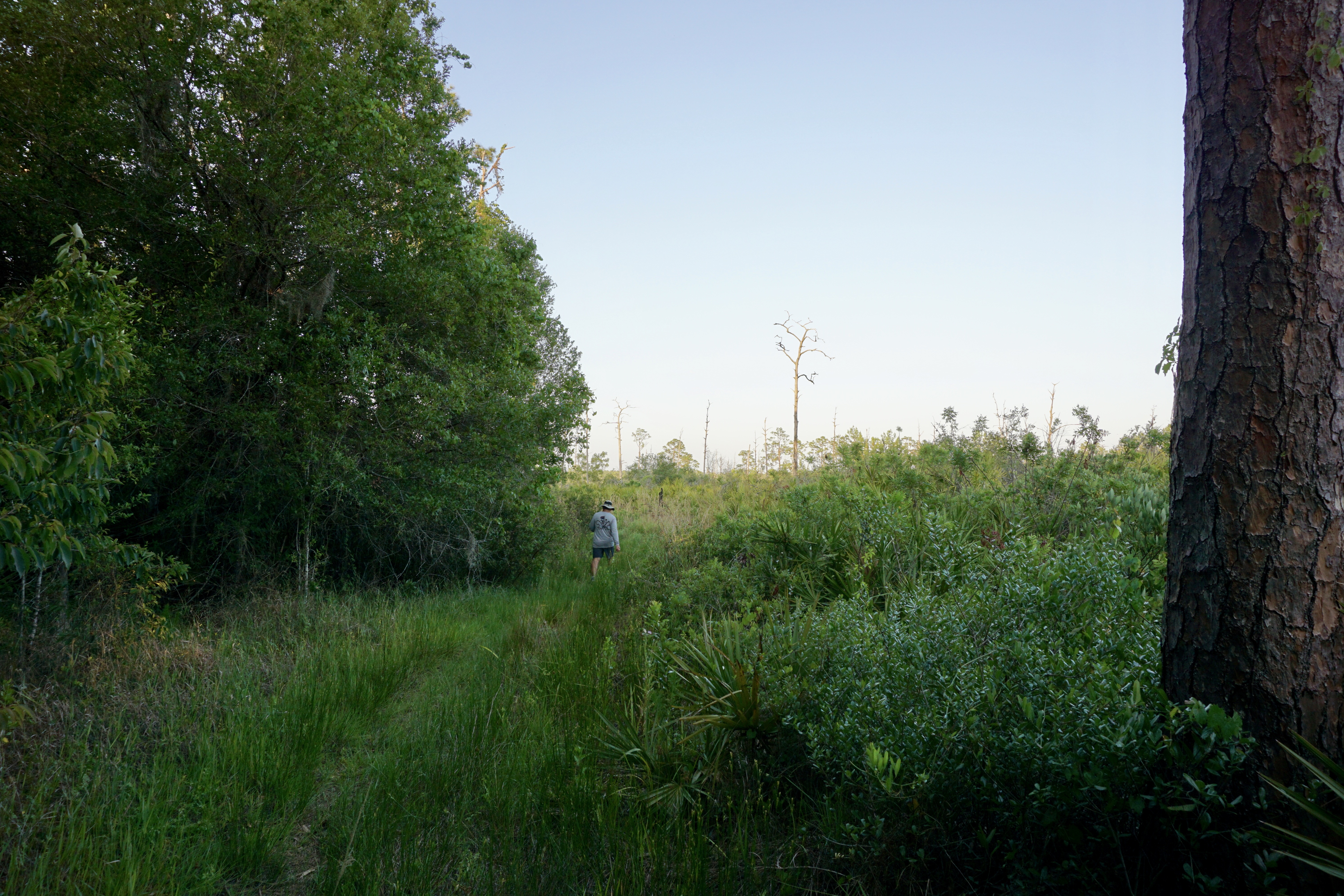 Hike the Florida Scrub Nature Trail at Archbold Research Station