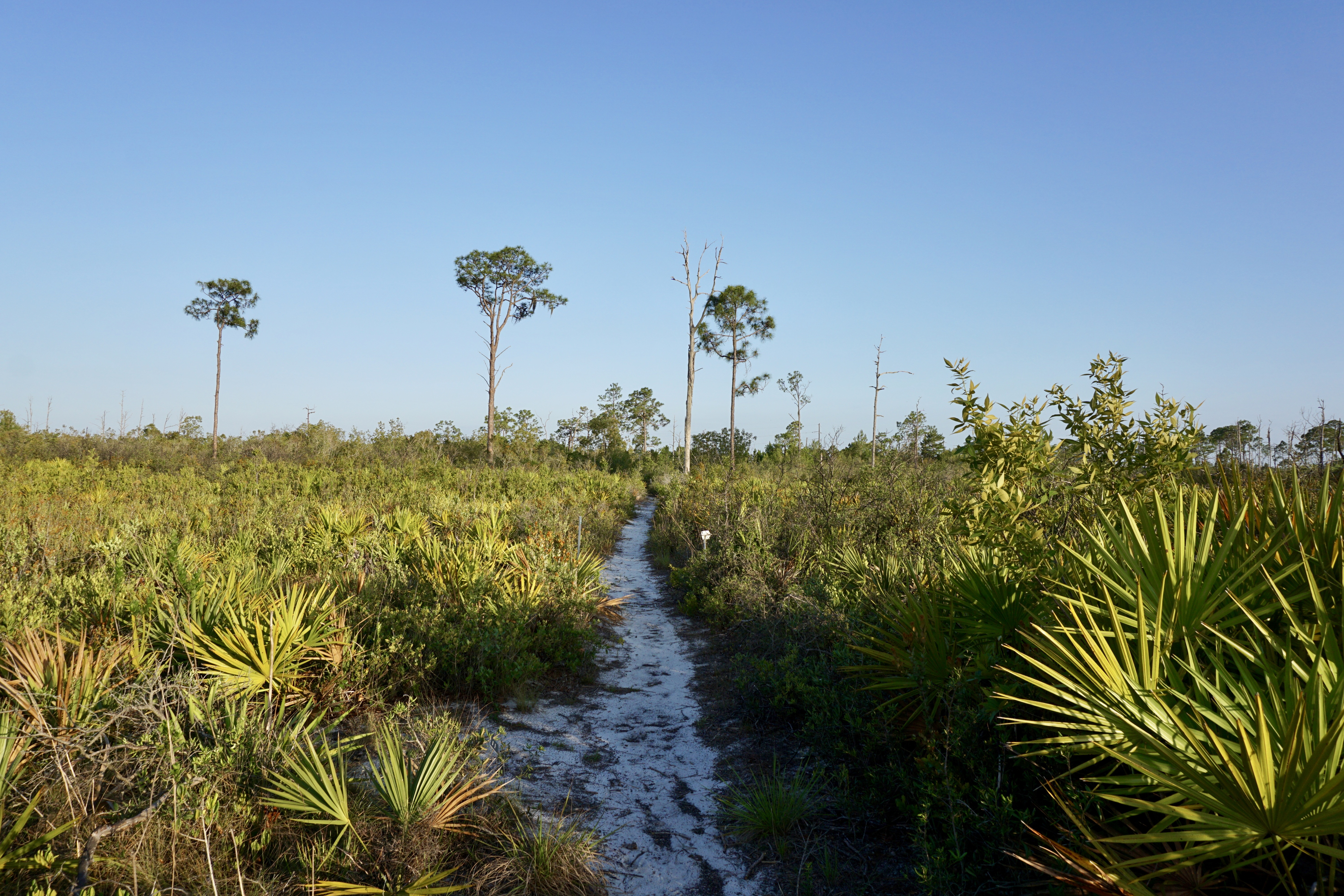 Hike the Florida Scrub Nature Trail at Archbold Research Station