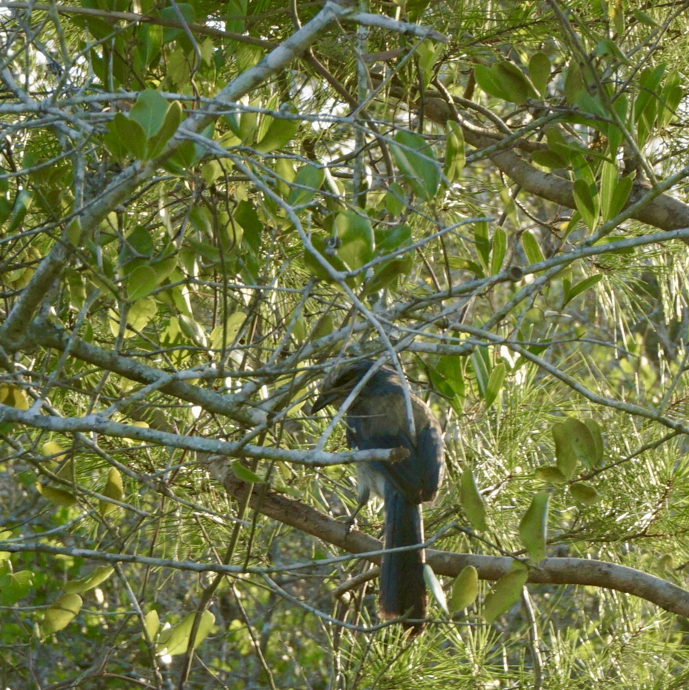 Hike the Florida Scrub Nature Trail at Archbold Research Station