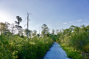 Hike the Florida Scrub Nature Trail at Archbold Research Station