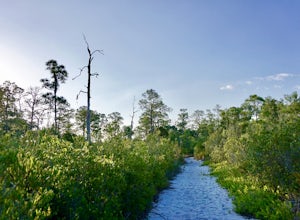 Hike the Florida Scrub Nature Trail at Archbold Research Station