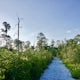 Hike the Florida Scrub Nature Trail at Archbold Research Station