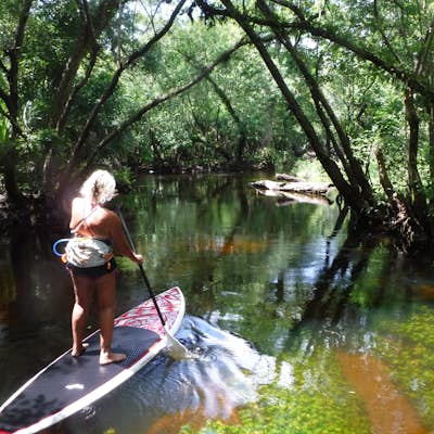 Paddle through Cypress and back in time on the Loxahatchee river.
