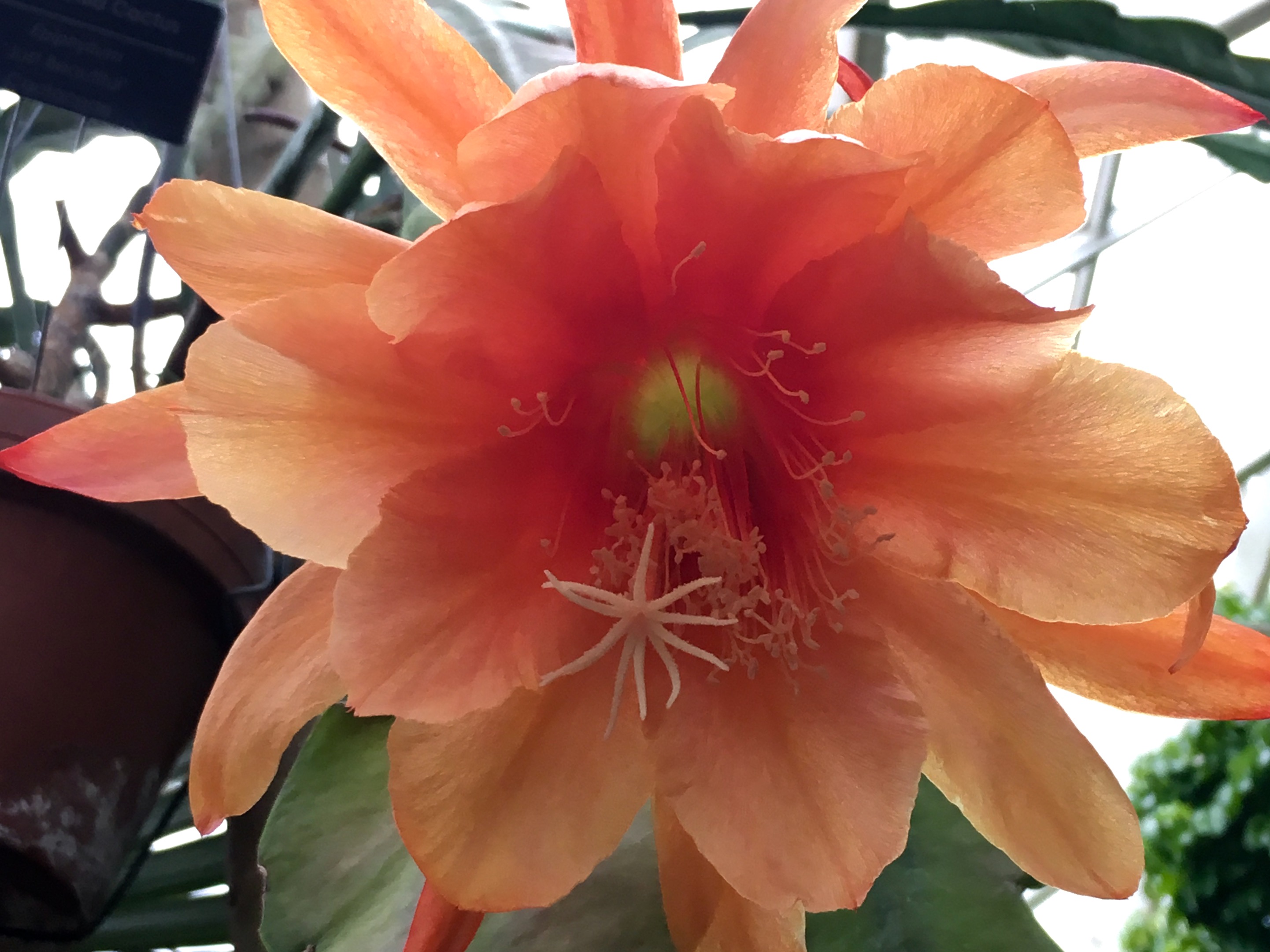 Visit the Olbrich Botanical Gardens