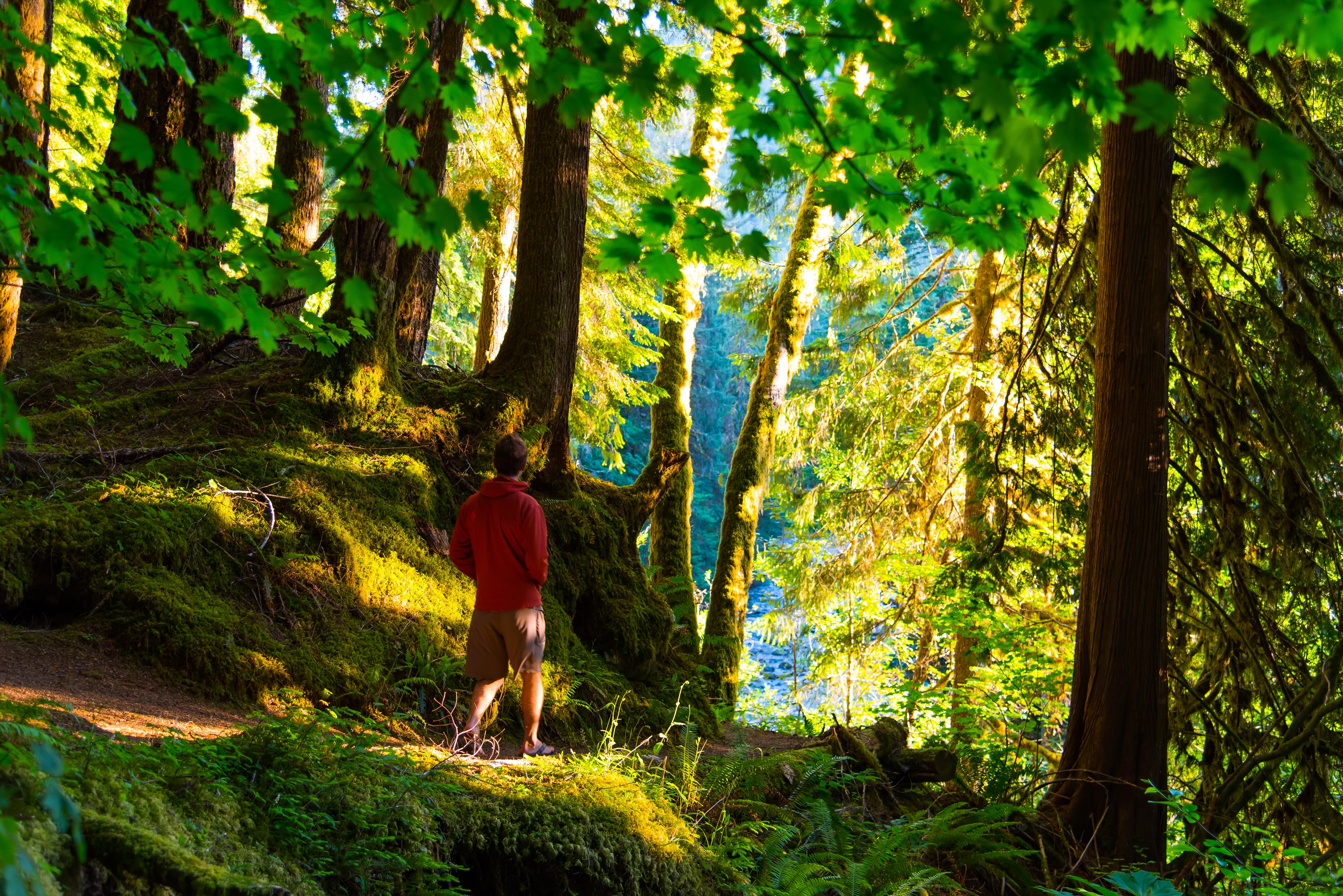 Ancient Groves